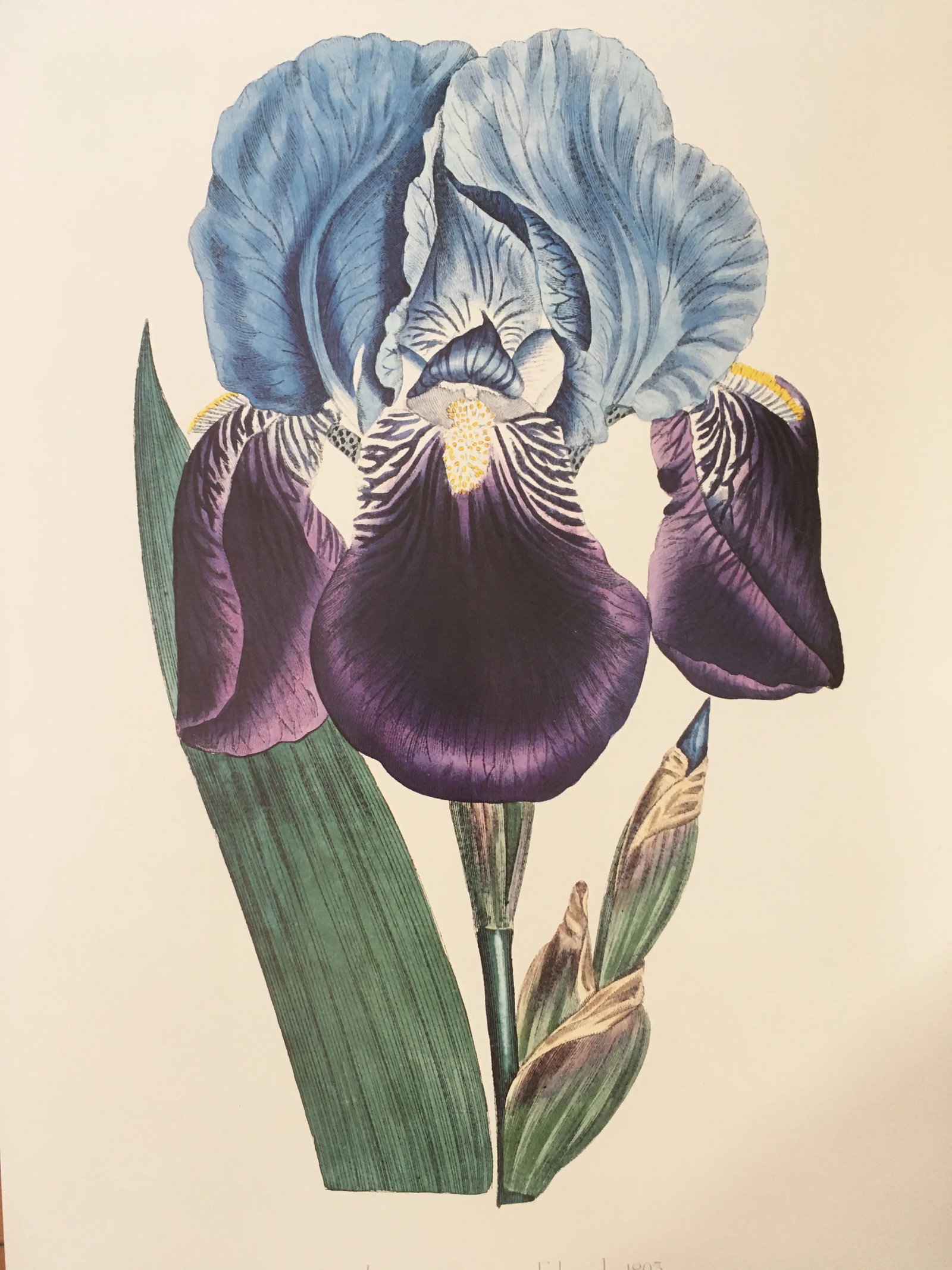 Royal Kew Gardens Botanical Lithographs of Bearded Tulips by Edwards, Set of 3 - 5