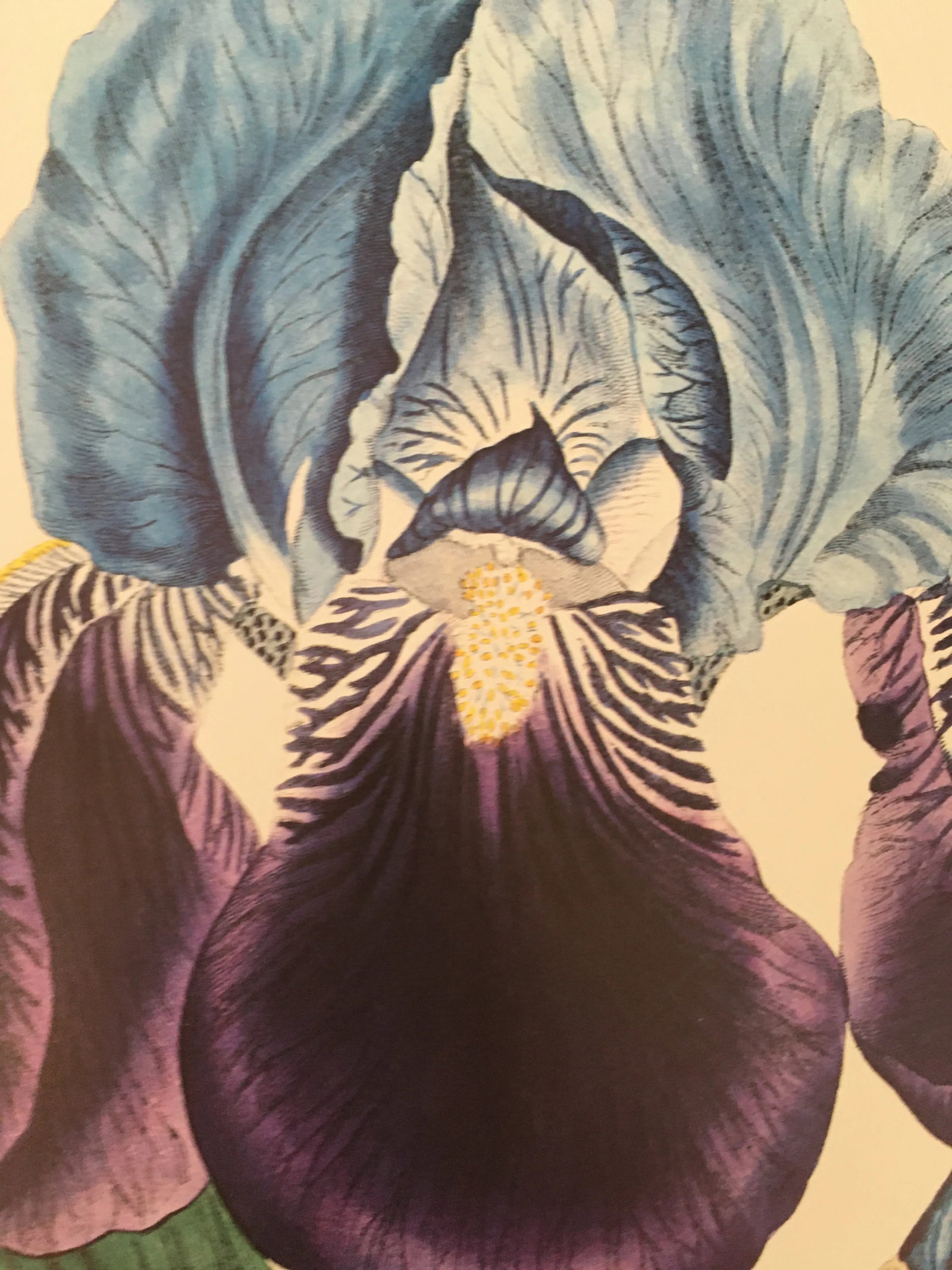 Royal Kew Gardens Botanical Lithographs of Bearded Tulips by Edwards, Set of 3 - 6