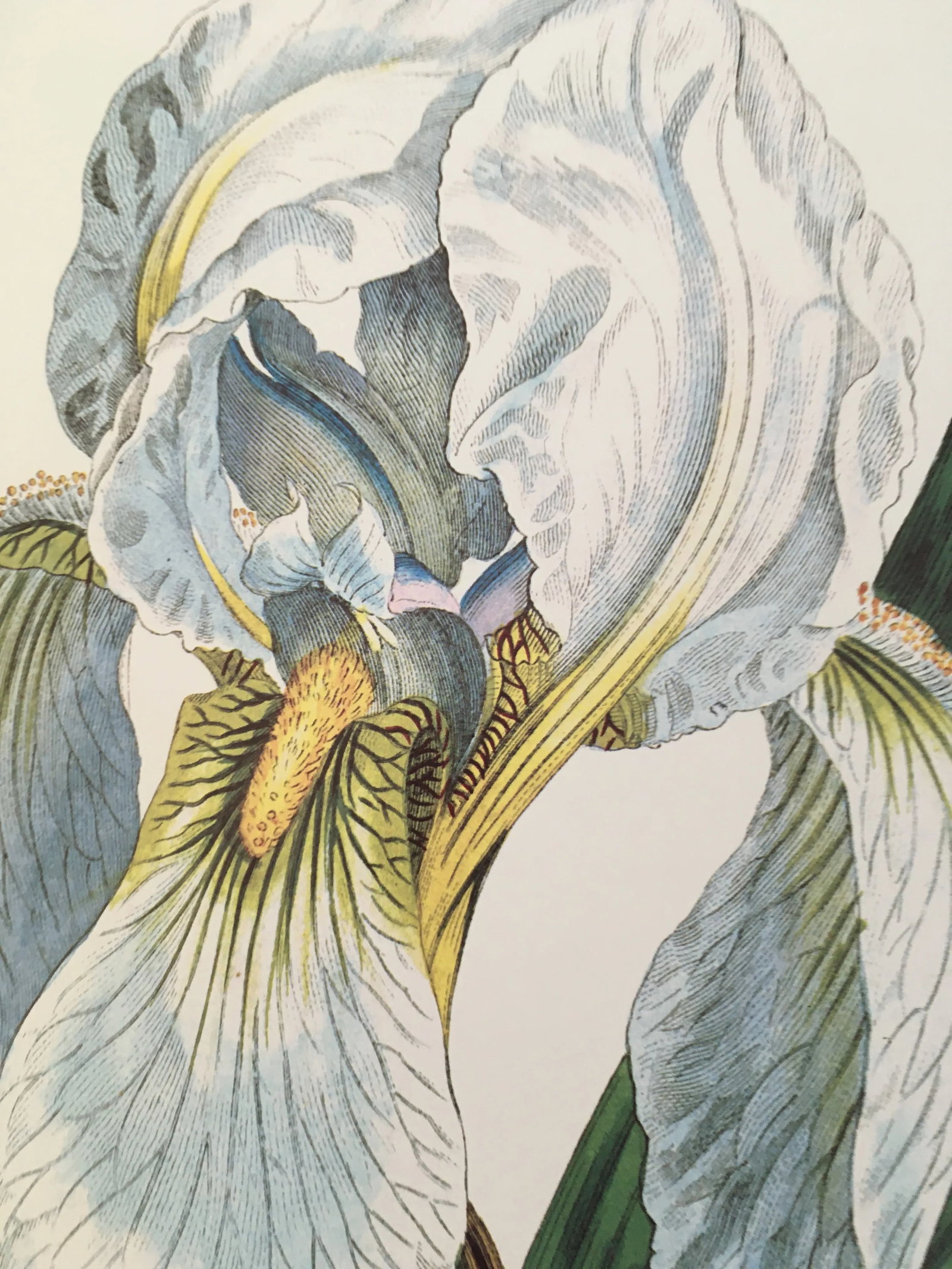 Royal Kew Gardens Botanical Lithographs of Bearded Tulips by Edwards, Set of 3 - 7