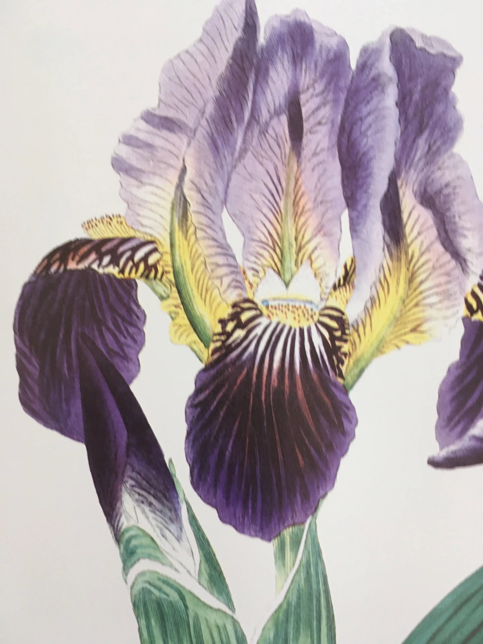 Royal Kew Gardens Botanical Lithographs of Bearded Tulips by Edwards, Set of 3 - 8