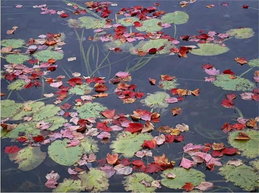 "Maple Leaves and Lillypads, Long Pond, Acadia, Maine 2000" Pond Scene Numbered Photograph Print by: Edition: 20"x 24" Print No. 13, matted size 28" 32" . Signed and numbered by the artist. Charles Cramer has been photographing the landscape for over 40 years. In 1997, he started scanning his