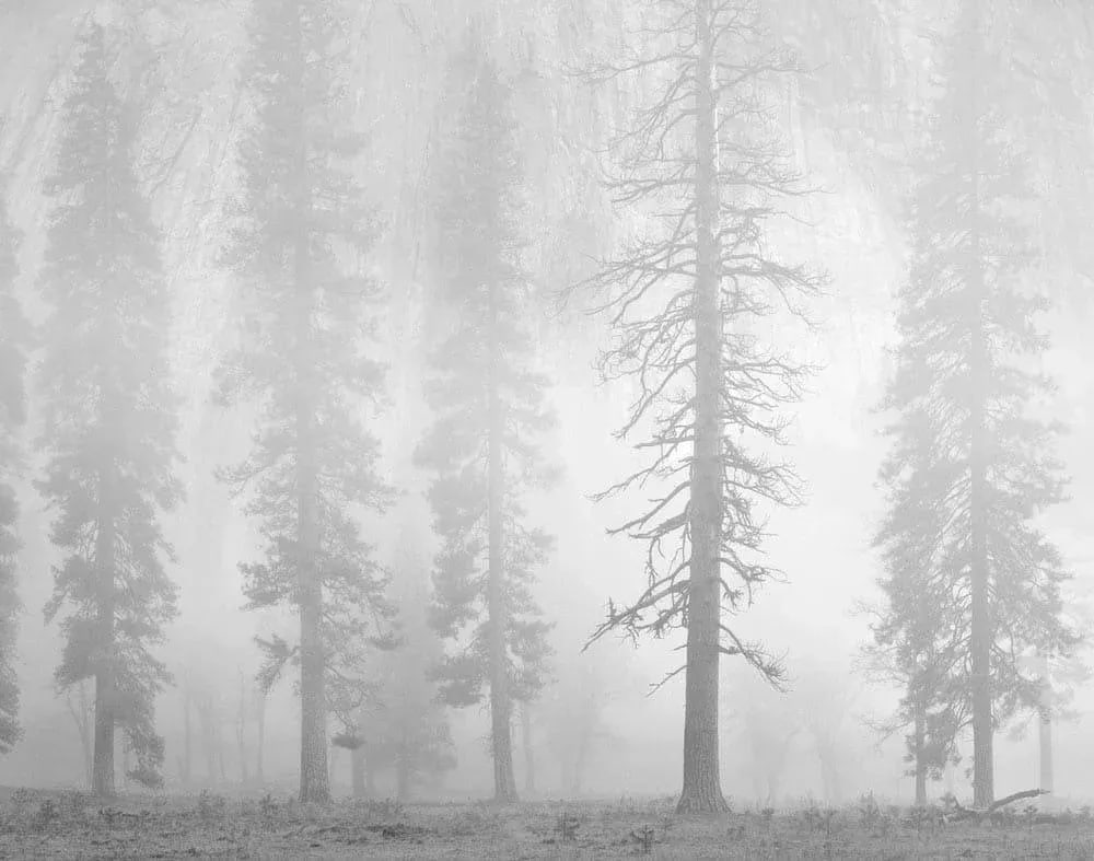 "Pines, Dusk, El Capitan Meadow, Yosemite 1986" Landscape Photograph Print Numbered 2/100 by Charles: Edition: 20"x 24" Print No. 2/100, matted size 28" 32" . Signed and numbered by the artist. Charles Cramer has been photographing the landscape for over 40 years. In 1997, he started scanning his