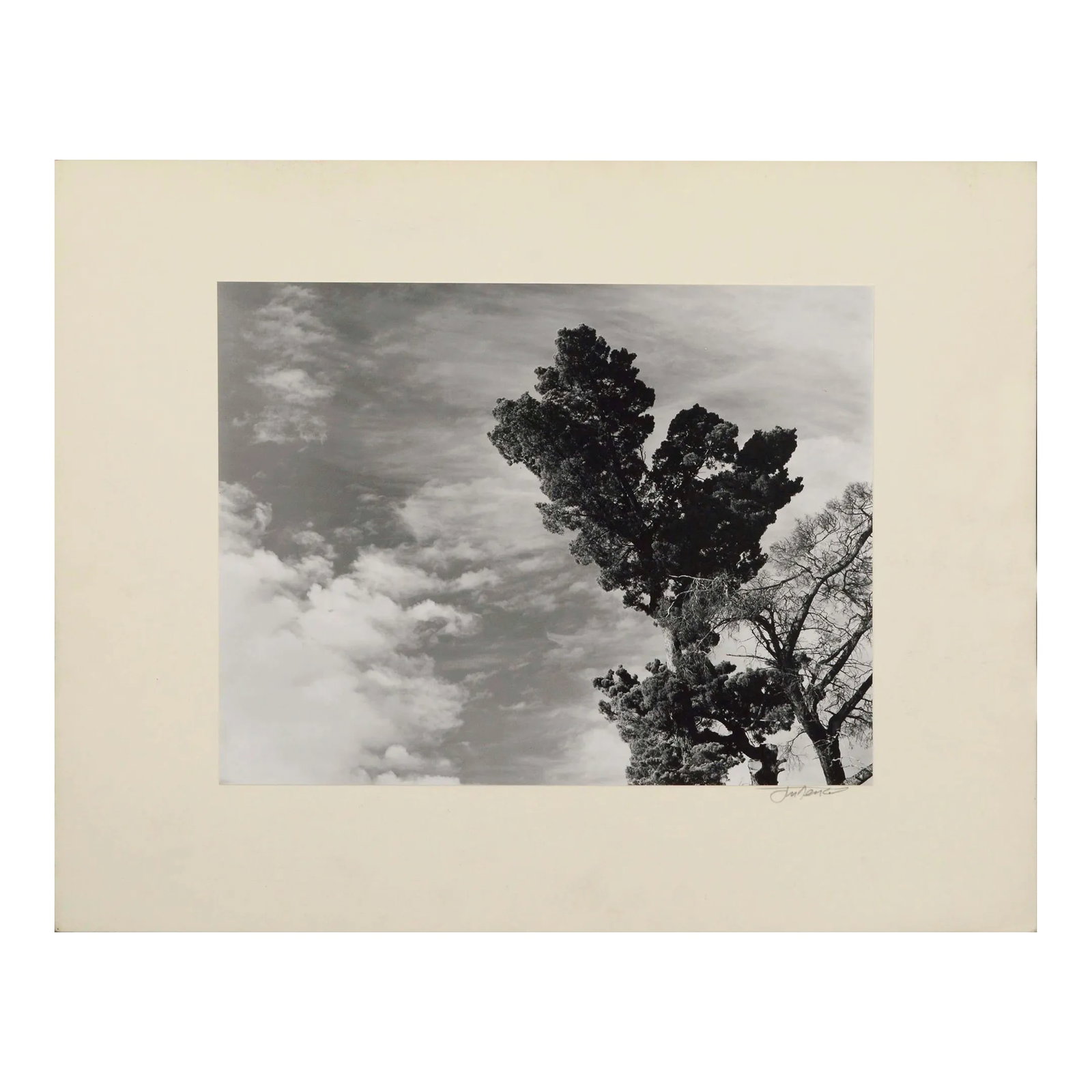 Monterey Pine Landscape Photograph by James Deike (1 of 7)