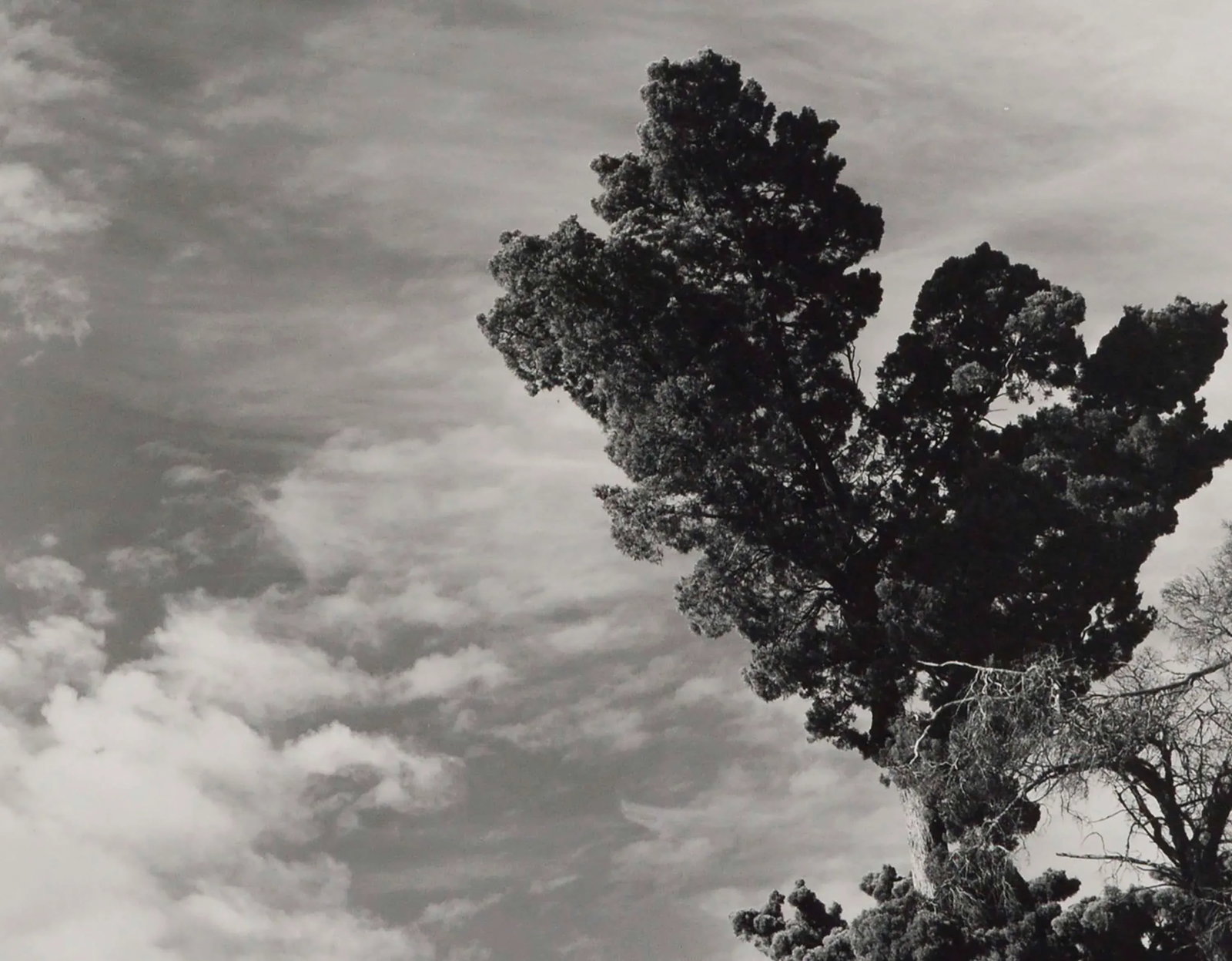 Monterey Pine Landscape Photograph by James Deike - 2