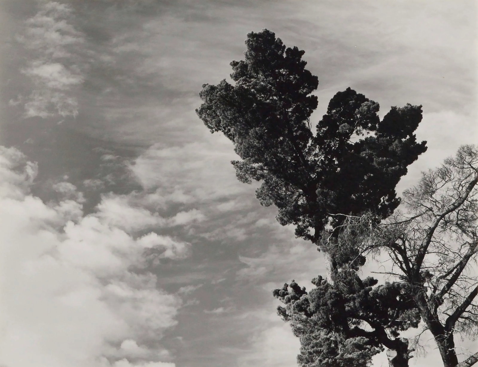 Monterey Pine Landscape Photograph by James Deike - 3