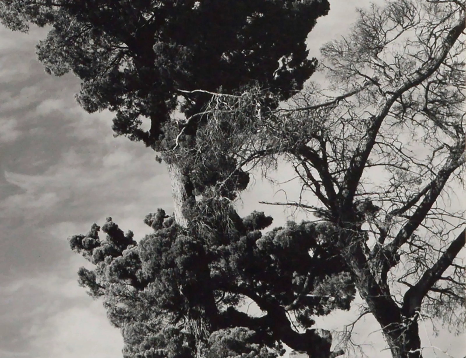 Monterey Pine Landscape Photograph by James Deike - 4