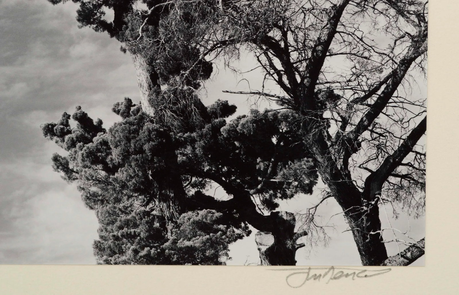 Monterey Pine Landscape Photograph by James Deike - 6