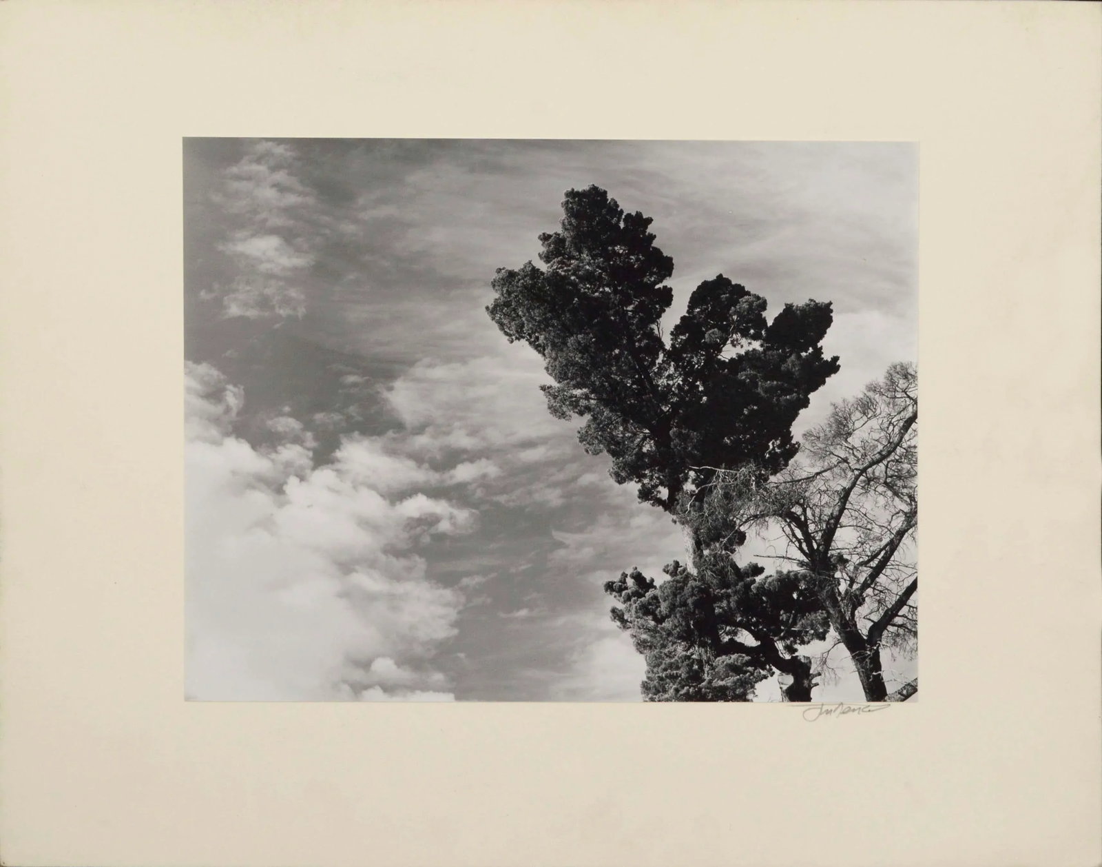 Monterey Pine Landscape Photograph by James Deike - 7