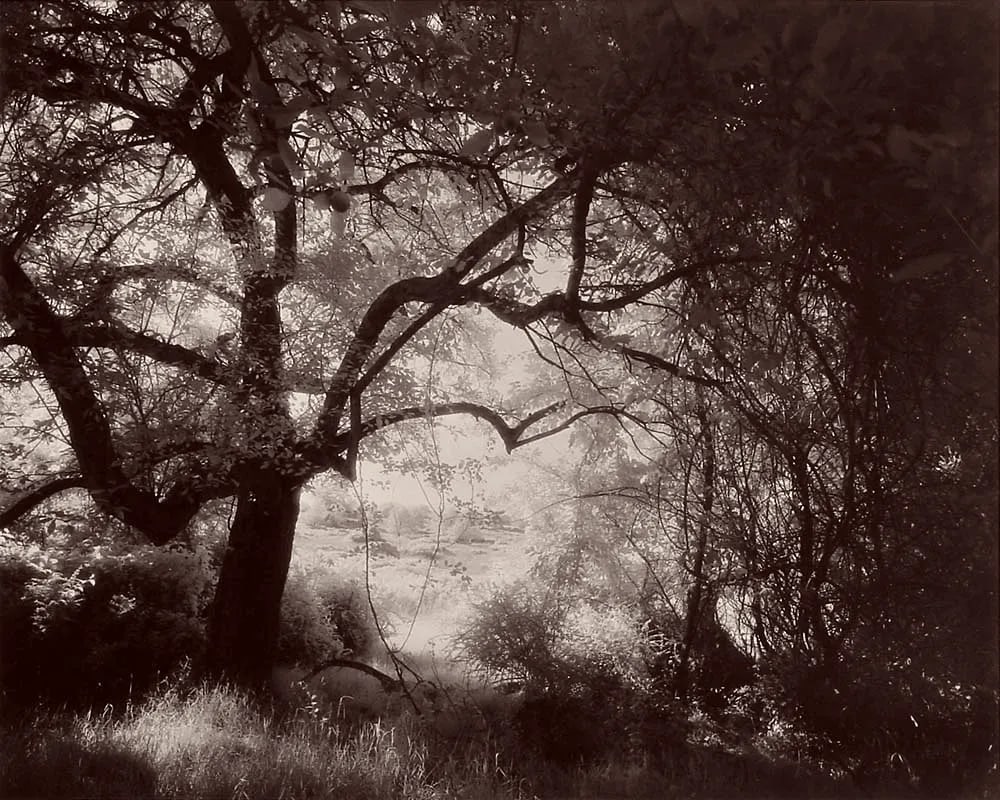 Circa 1996 "Beneath the Apple Tree", Infrared Photograph Made From Film by Gary Bartoloni: Beneath the Apple Tree was printed by the artist c. 1996 and is a 16" h x20" w image and matted to 20" h x 24" w. It is unsigned. Gary Bartoloni (1955-2019) Throughout his life, whether during his