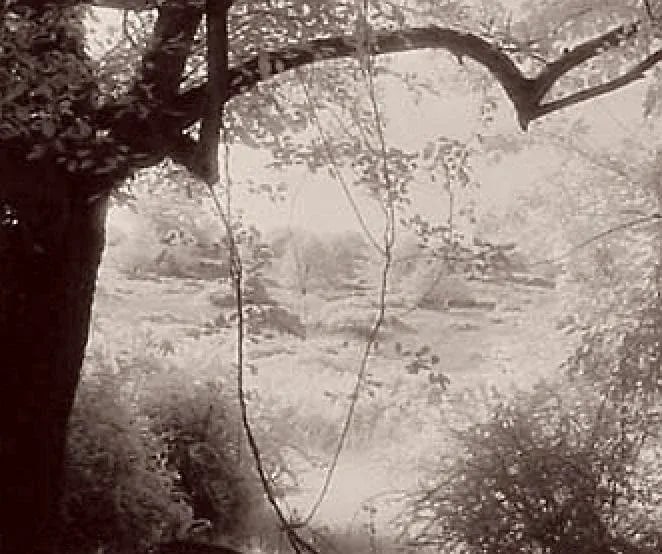 Circa 1996 "Beneath the Apple Tree", Infrared Photograph Made From Film by Gary Bartoloni - 2
