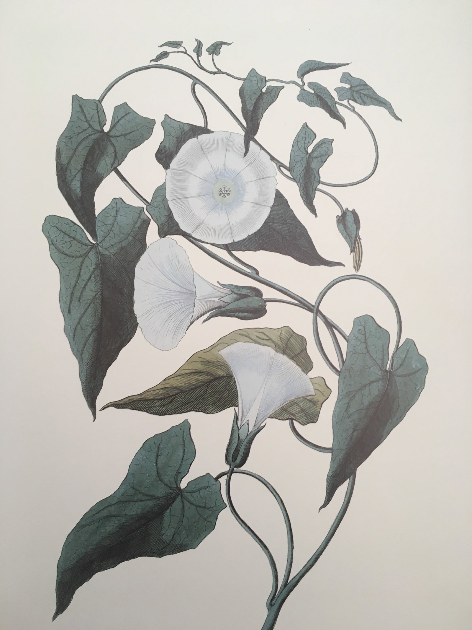 1990s Morning Glory Blossoms, Royal Kew Botanical Gardens Lithographs - Set of 2 - 12