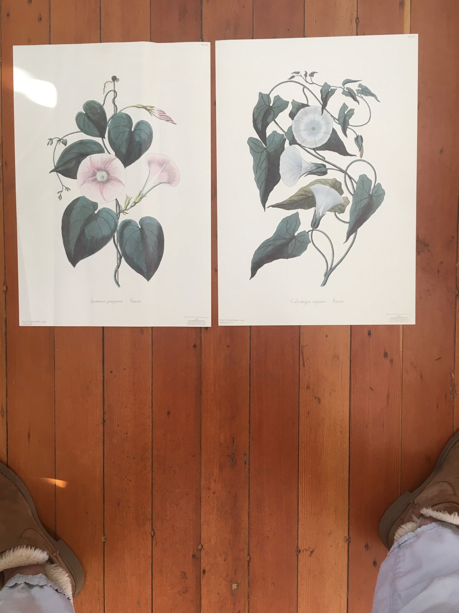 1990s Morning Glory Blossoms, Royal Kew Botanical Gardens Lithographs - Set of 2 - 13