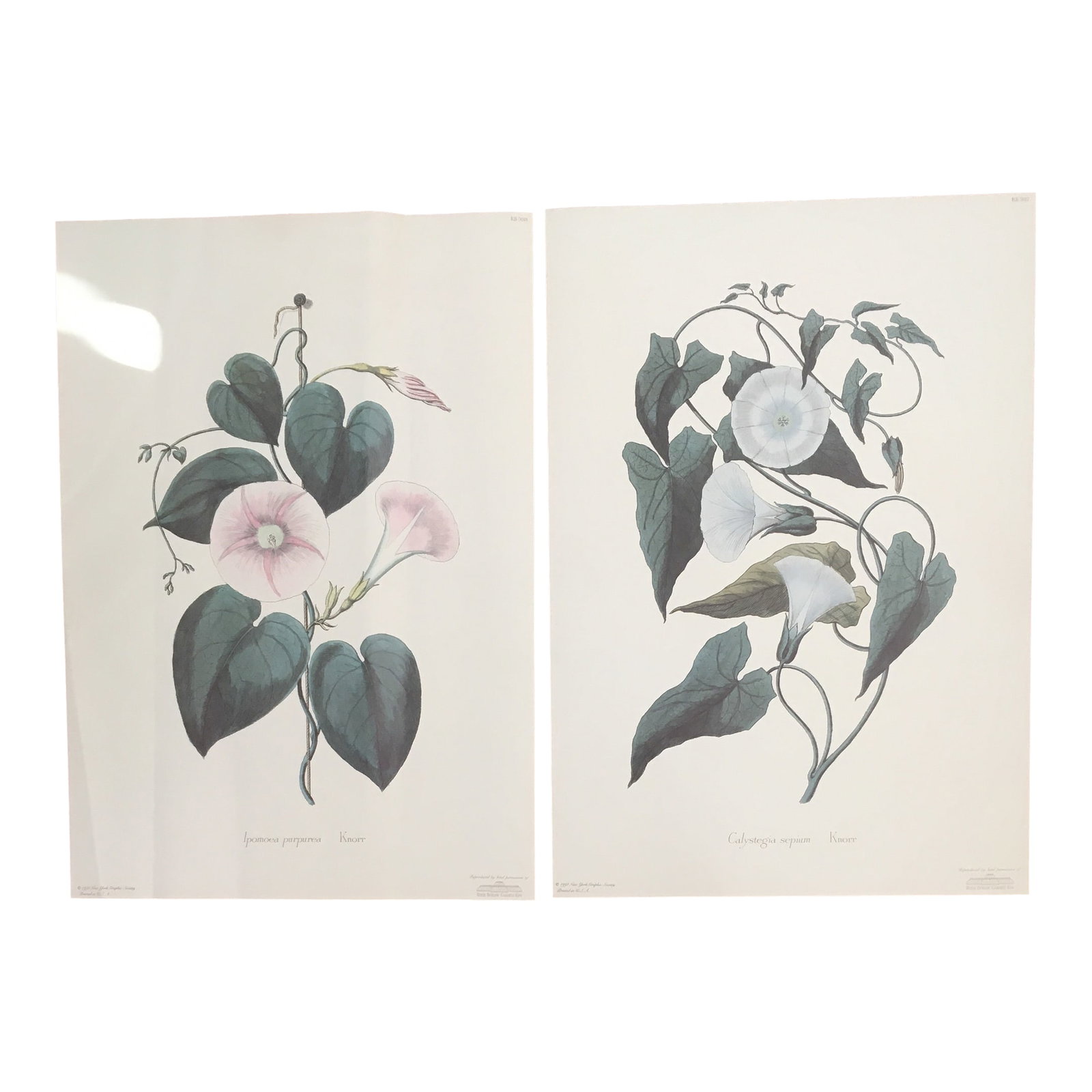 1990s Morning Glory Blossoms, Royal Kew Botanical Gardens Lithographs - Set of 2: Set of two lithographs of white and pink Morning Glory blossoms. Commissioned by the Royal Botanical Gardens, Kew, London, England. Unframed. Dated 1991 Paper Size 21" high x 13.5"w NB the pink glory