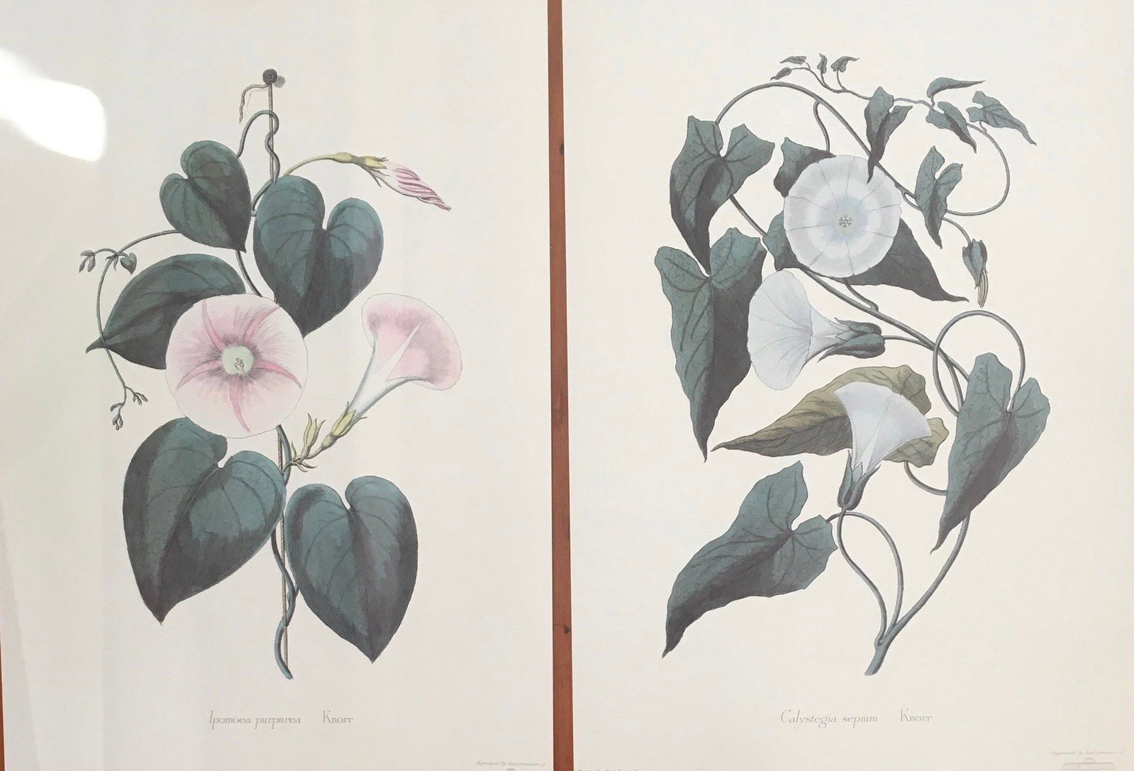 1990s Morning Glory Blossoms, Royal Kew Botanical Gardens Lithographs - Set of 2 - 2