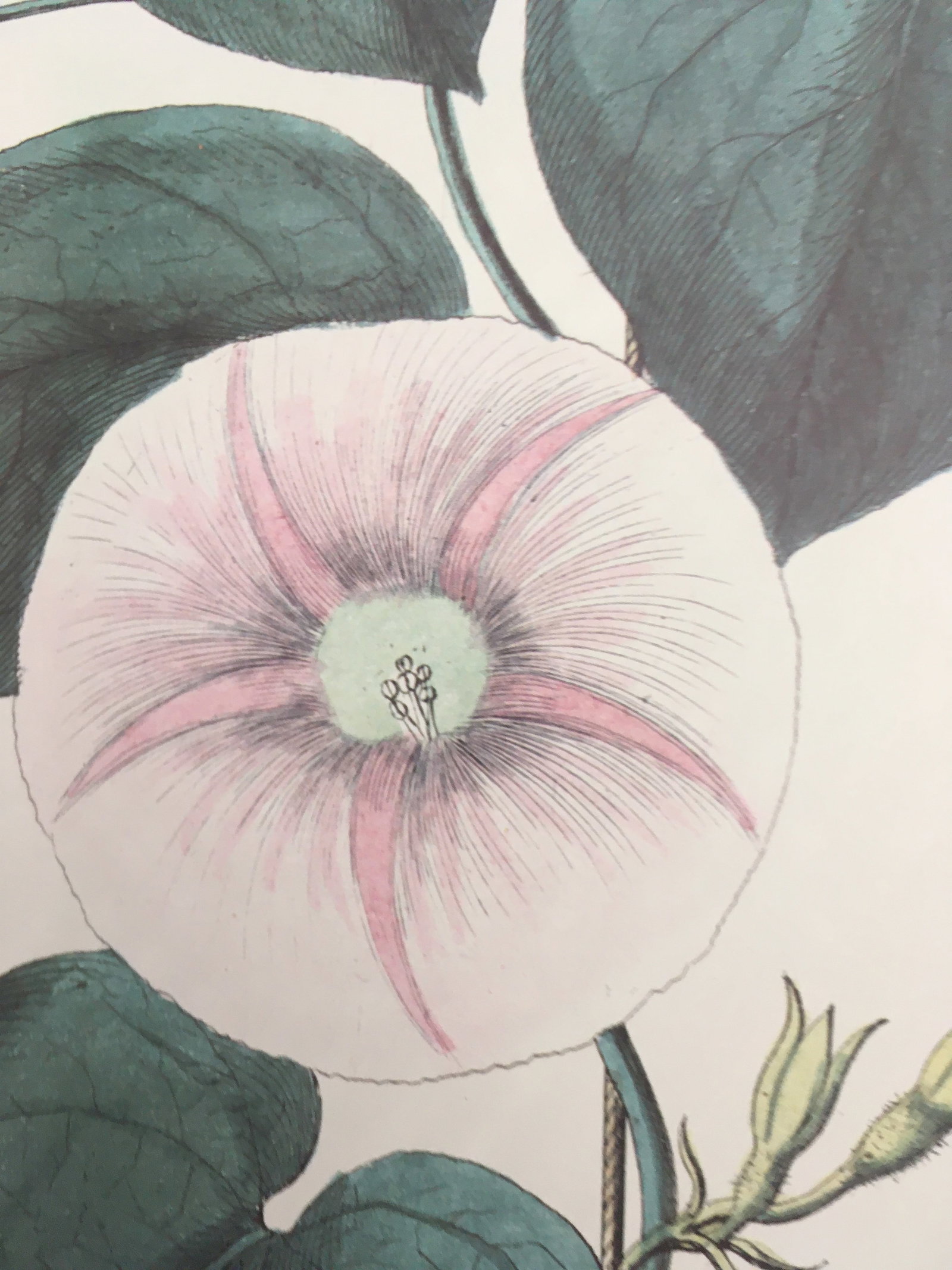 1990s Morning Glory Blossoms, Royal Kew Botanical Gardens Lithographs - Set of 2 - 4