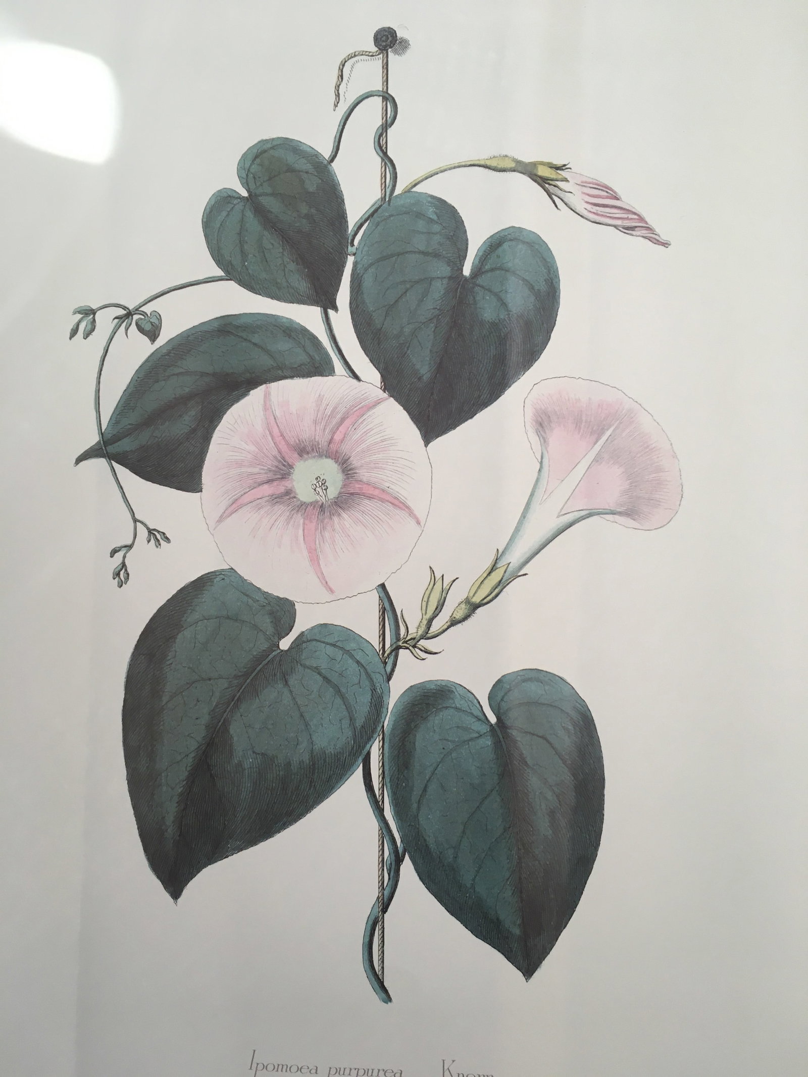 1990s Morning Glory Blossoms, Royal Kew Botanical Gardens Lithographs - Set of 2 - 5