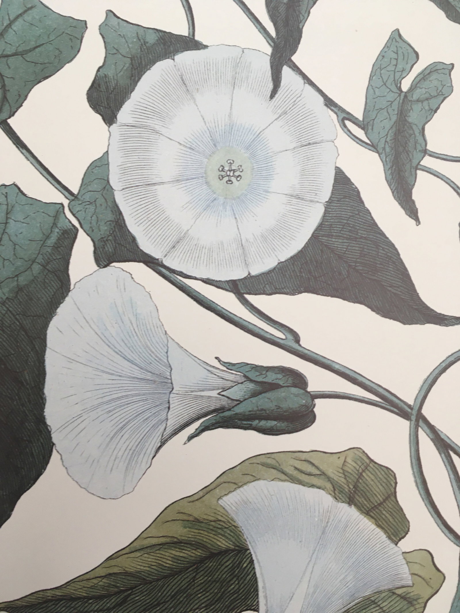 1990s Morning Glory Blossoms, Royal Kew Botanical Gardens Lithographs - Set of 2 - 7