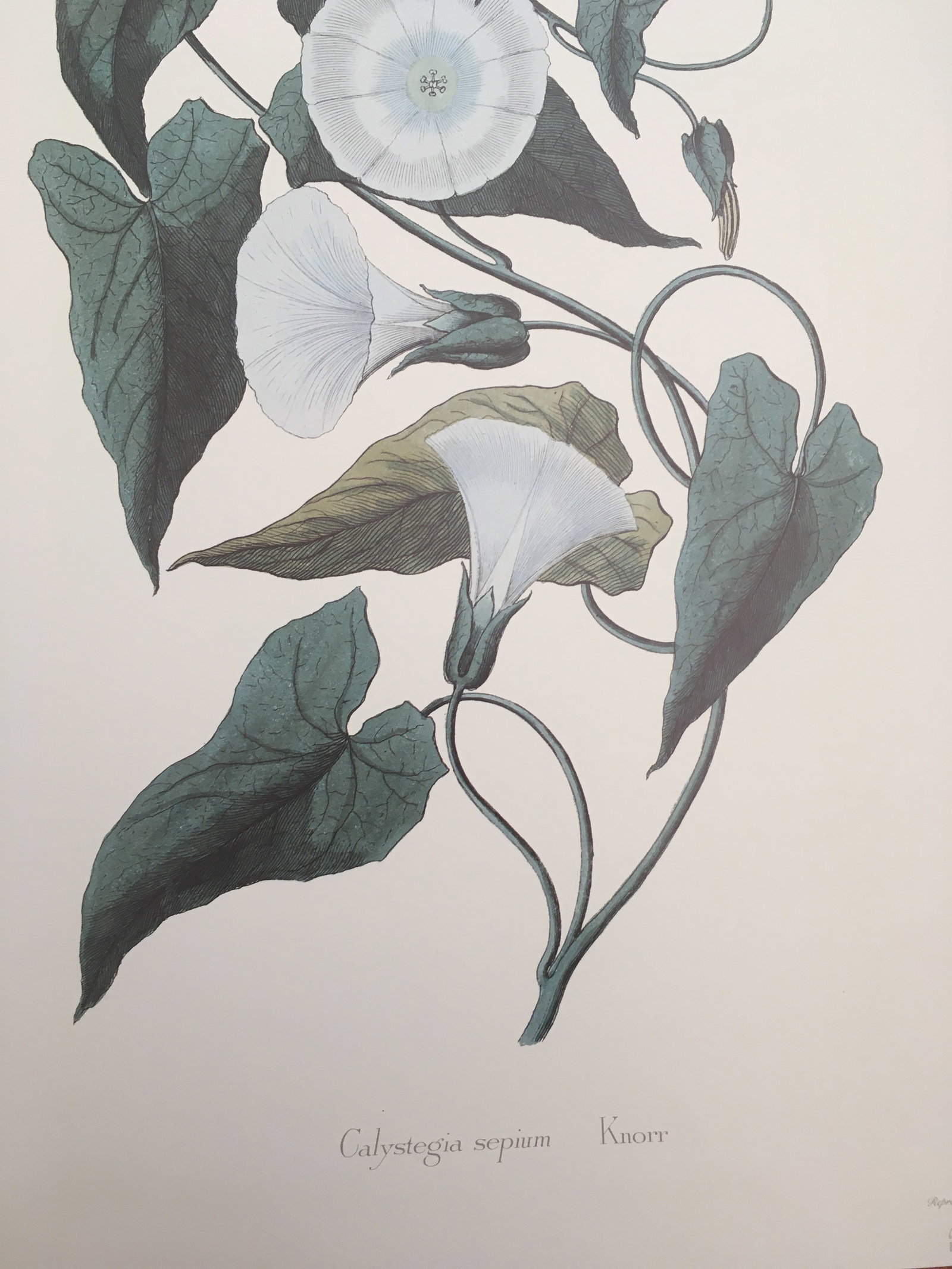 1990s Morning Glory Blossoms, Royal Kew Botanical Gardens Lithographs - Set of 2 - 8