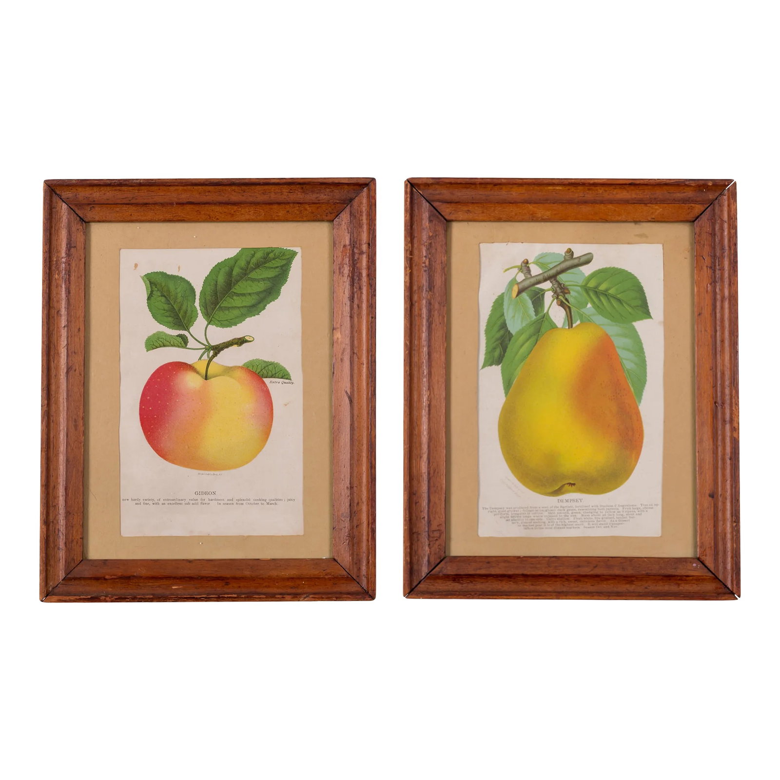 Nurseryman's Specimen Book Apple & Pear Lithographs, C.1880s - a Pair: Pair of Fruit Chromolithographs from the Nurseryman's Specimen Book. Rochester, NY: J.W. Thompson & Co., Stecher Lith. Co., printed in the 1880's Featuring a print of a Gideon Apple and one of a