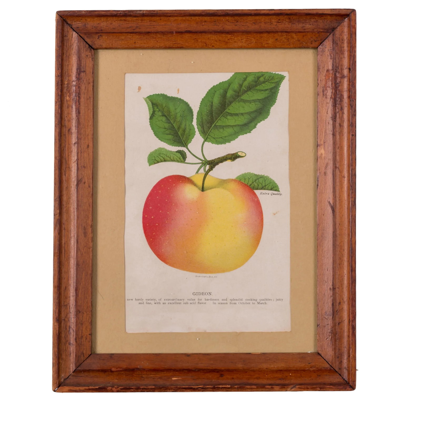 Nurseryman's Specimen Book Apple & Pear Lithographs, C.1880s - a Pair - 2