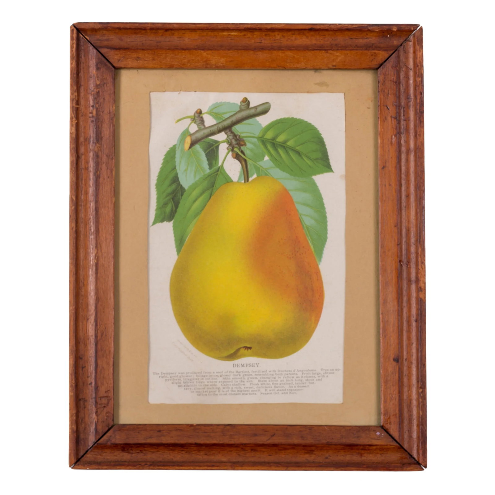 Nurseryman's Specimen Book Apple & Pear Lithographs, C.1880s - a Pair - 3