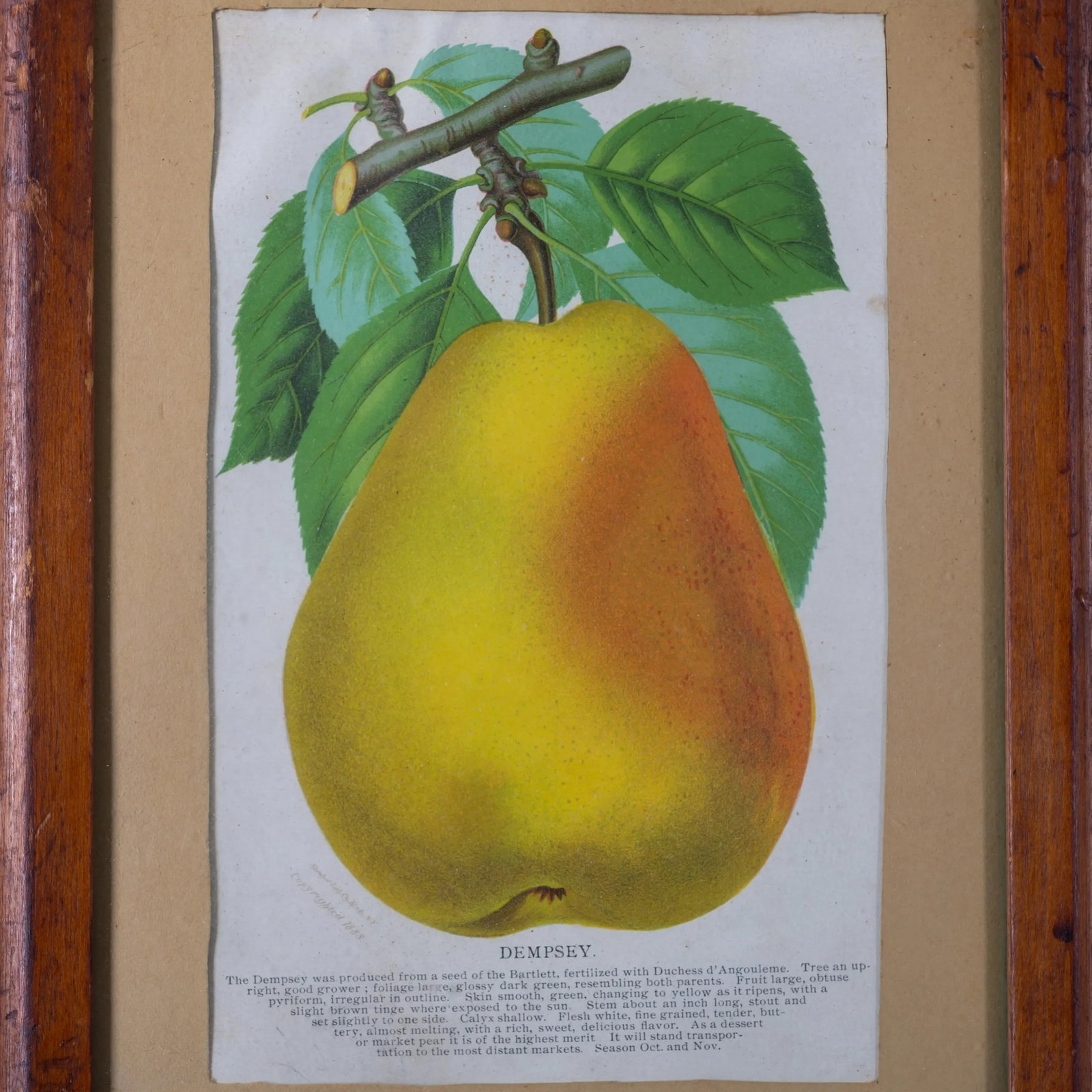Nurseryman's Specimen Book Apple & Pear Lithographs, C.1880s - a Pair - 4