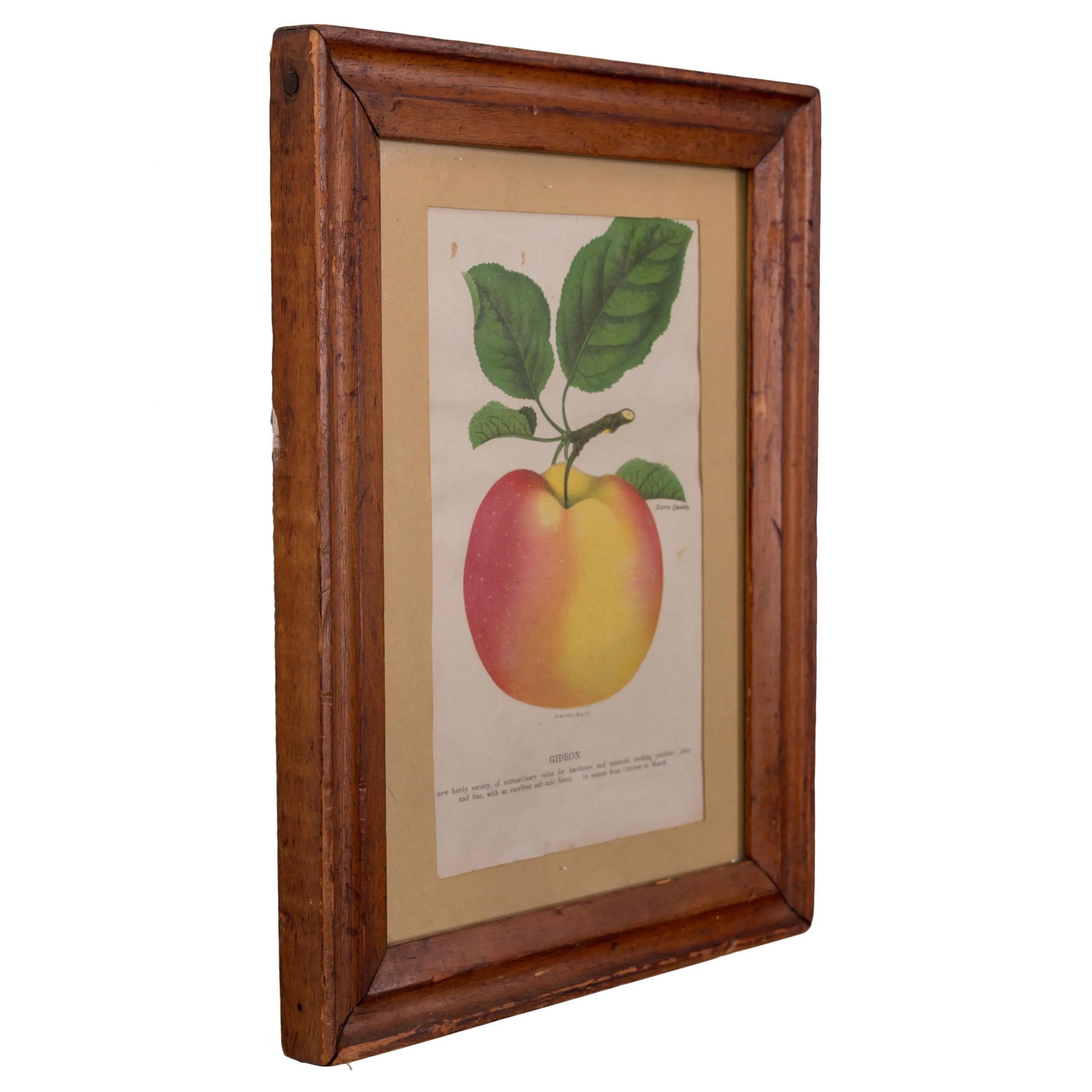 Nurseryman's Specimen Book Apple & Pear Lithographs, C.1880s - a Pair - 5