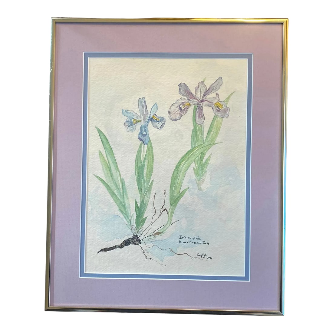 Late 20th Century Virginian Botanical Still Life Study "Iris Cristata Dwarf Iris" by Artist Kay Ogle: Beautiful Late 20th Century Virginian Botanical Still Life Study "Iris Cristata Dwarf Iris" by Artist Kay Ogle 1991. This lovely study shows two full blooming purple Irises along with their green stem