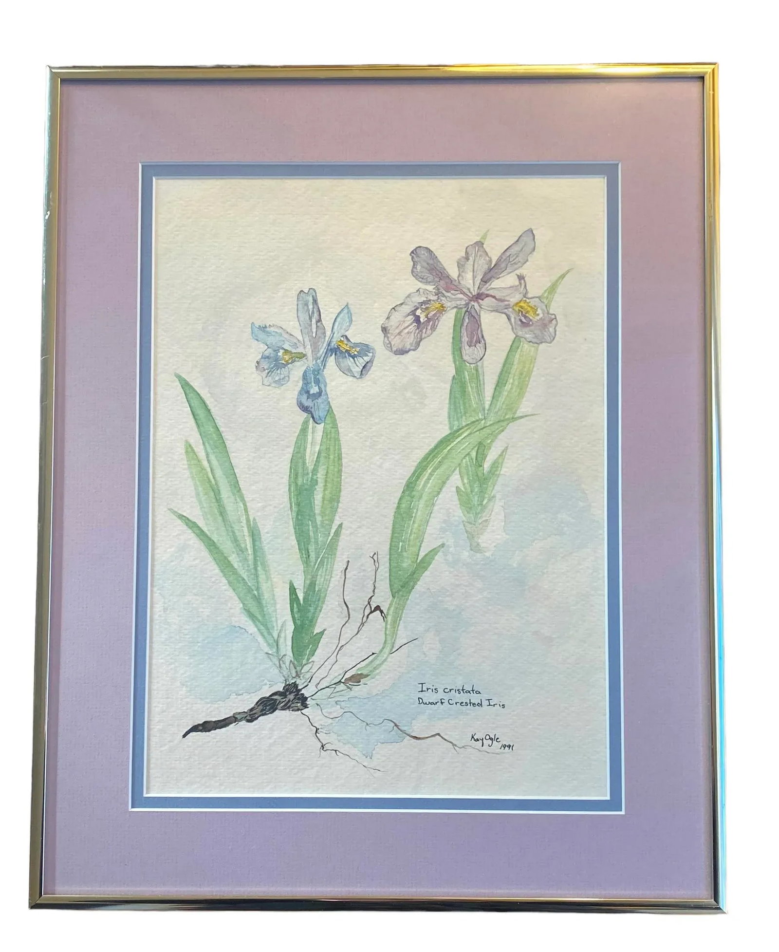 Late 20th Century Virginian Botanical Still Life Study "Iris Cristata Dwarf Iris" by Artist Kay Ogle - 2