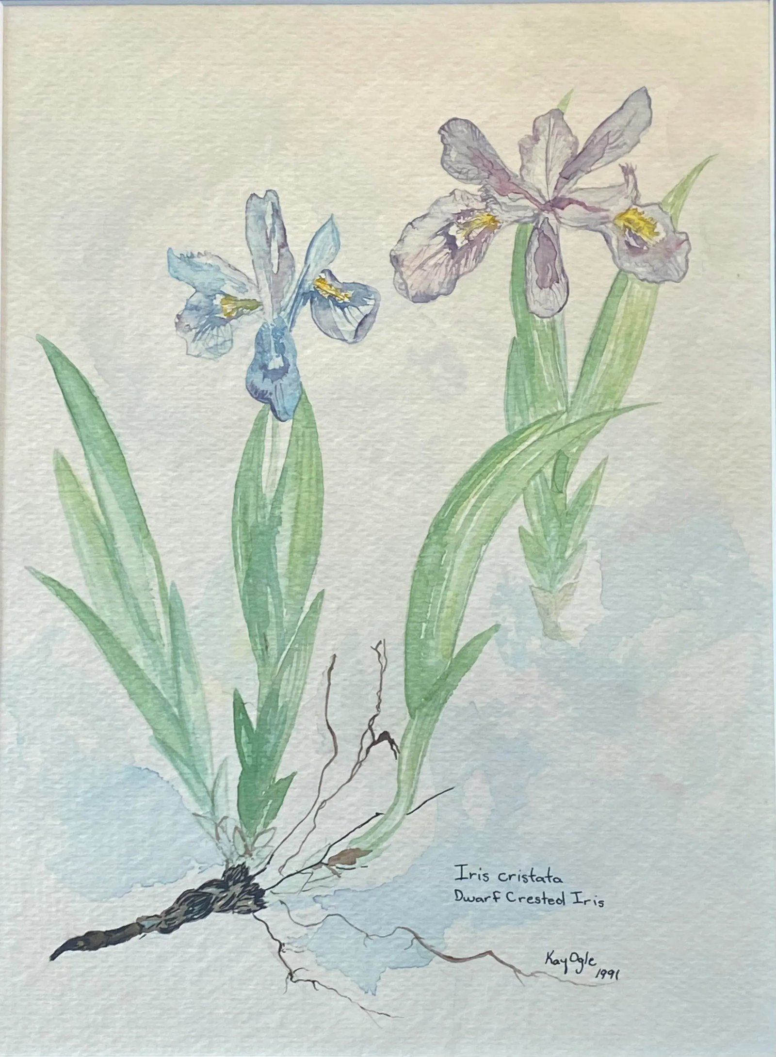Late 20th Century Virginian Botanical Still Life Study "Iris Cristata Dwarf Iris" by Artist Kay Ogle - 3
