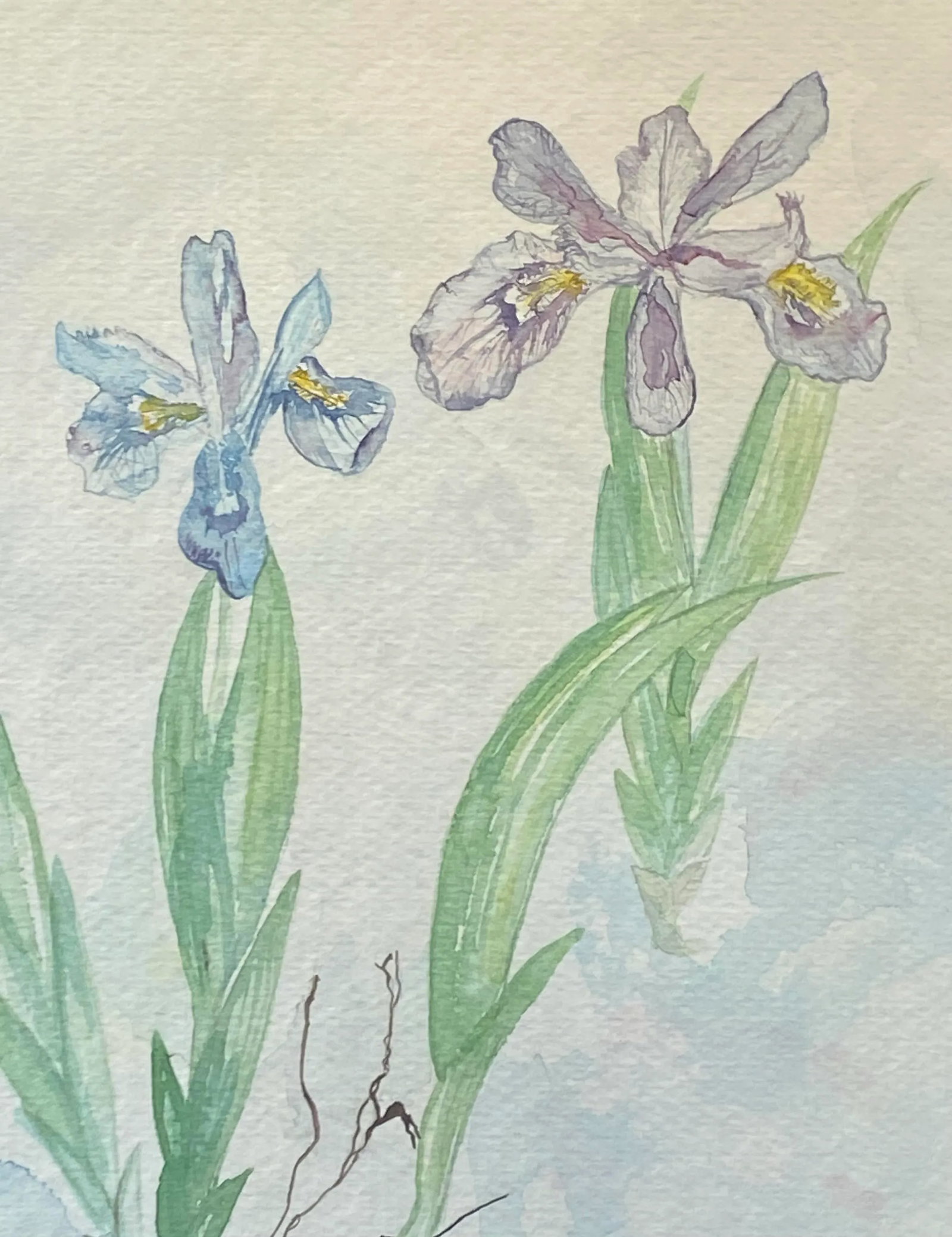 Late 20th Century Virginian Botanical Still Life Study "Iris Cristata Dwarf Iris" by Artist Kay Ogle - 4