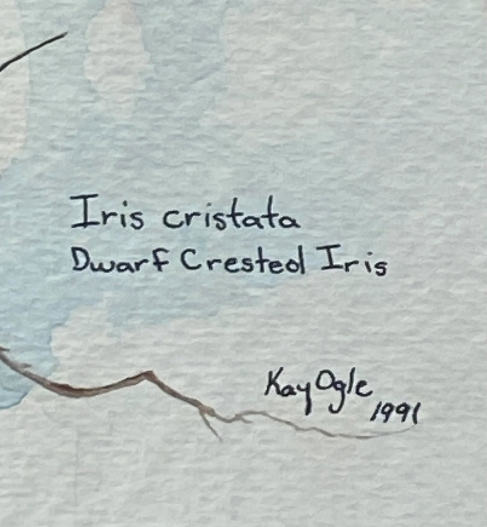 Late 20th Century Virginian Botanical Still Life Study "Iris Cristata Dwarf Iris" by Artist Kay Ogle - 5