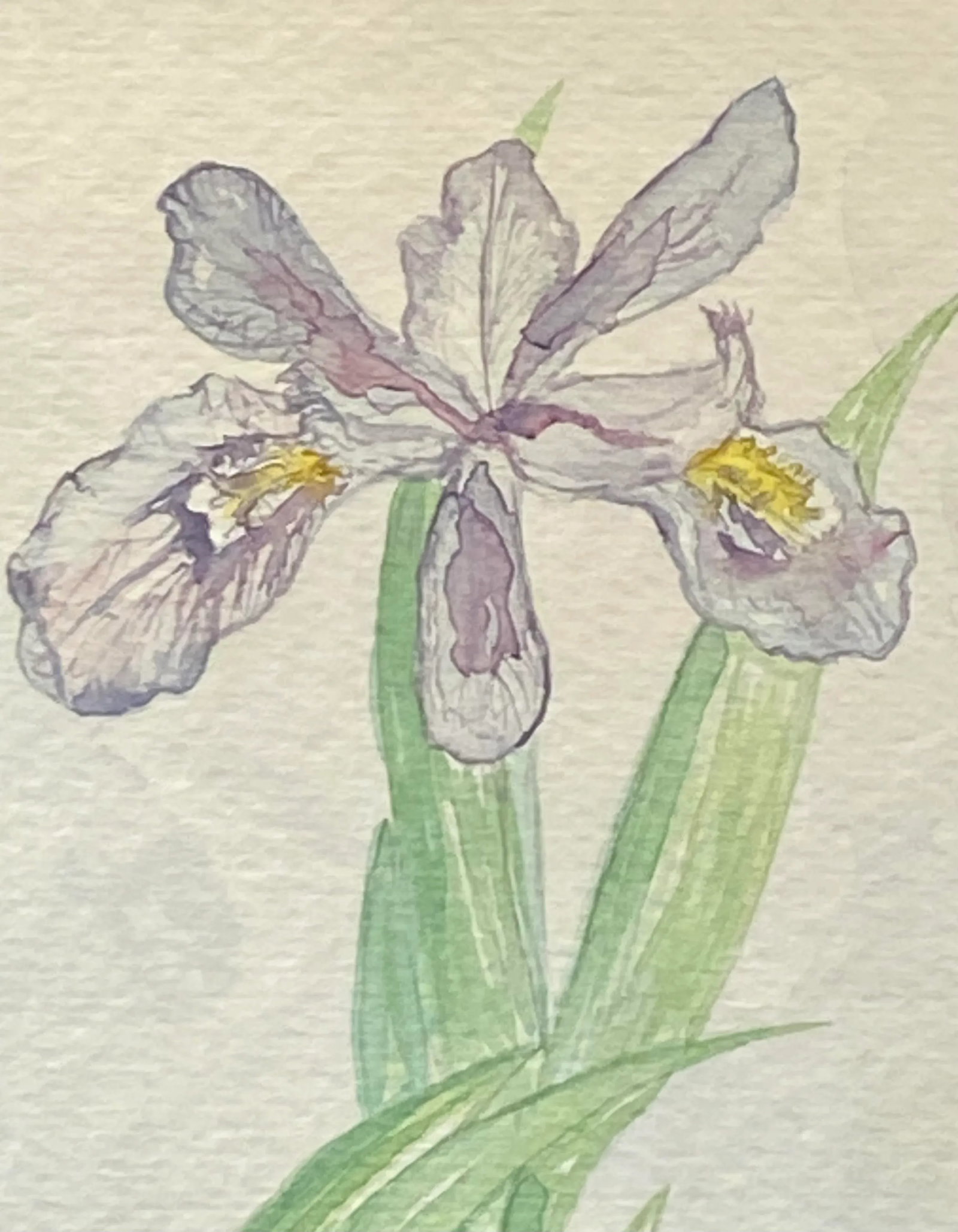 Late 20th Century Virginian Botanical Still Life Study "Iris Cristata Dwarf Iris" by Artist Kay Ogle - 6