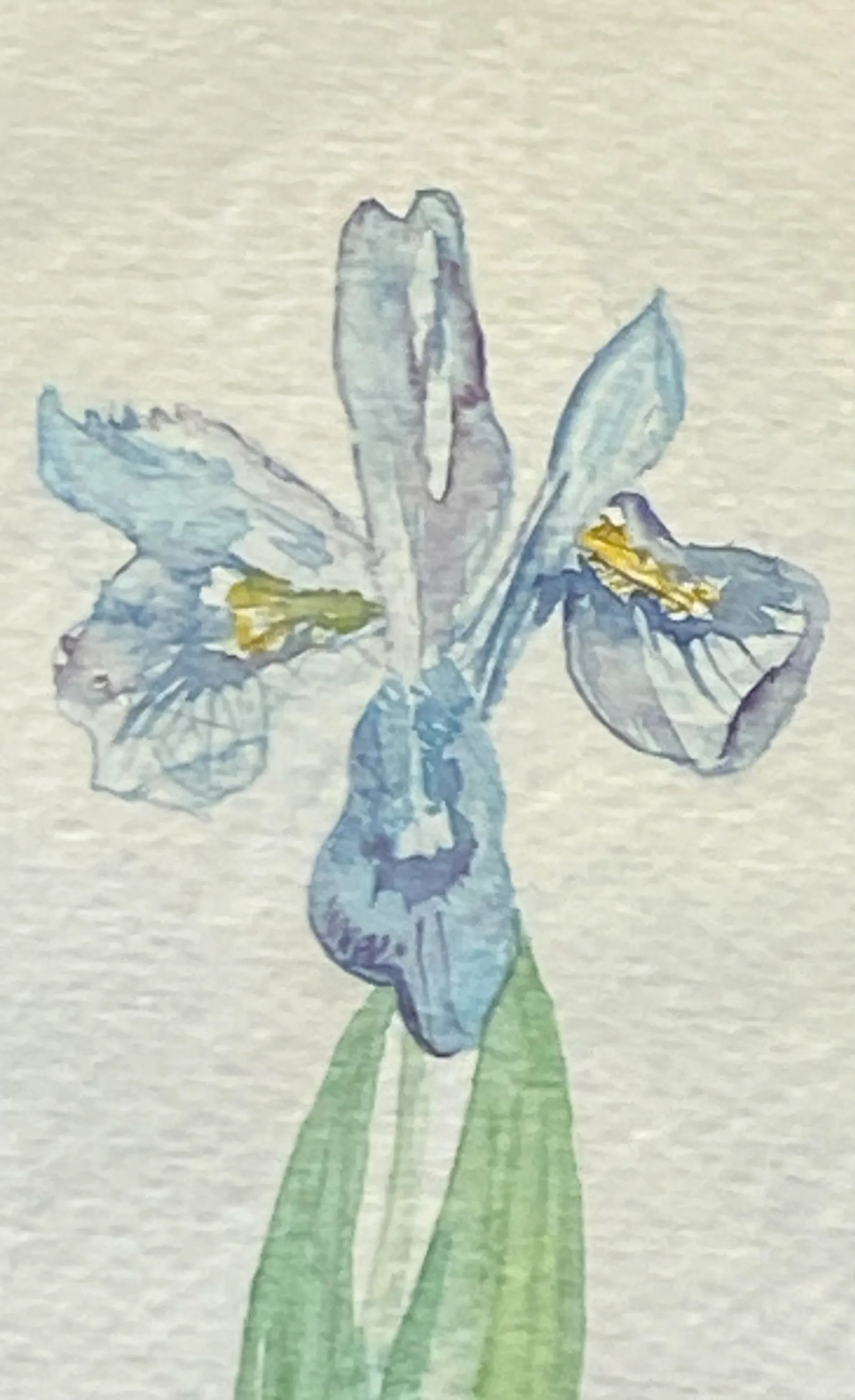 Late 20th Century Virginian Botanical Still Life Study "Iris Cristata Dwarf Iris" by Artist Kay Ogle - 7