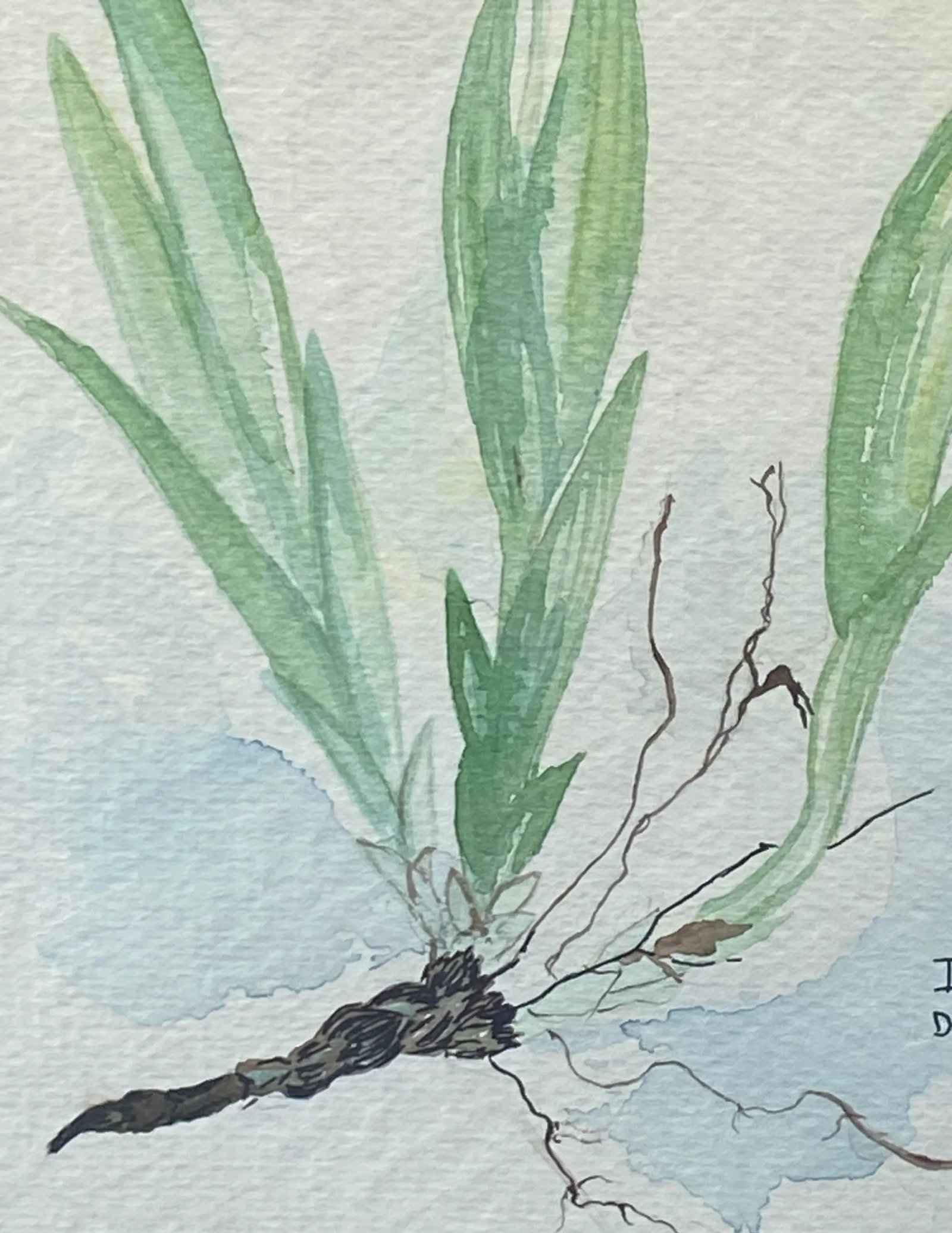 Late 20th Century Virginian Botanical Still Life Study "Iris Cristata Dwarf Iris" by Artist Kay Ogle - 8