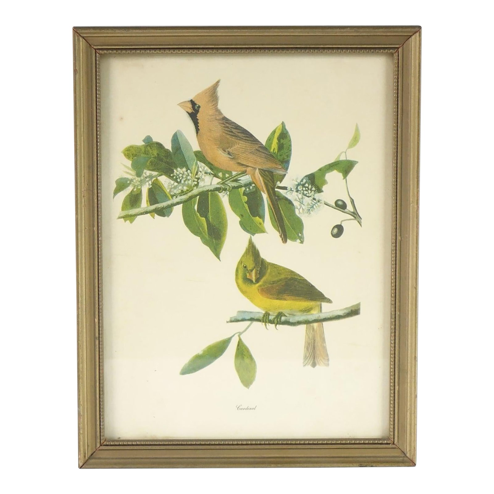 Cardinal Botanical Bird Print (1 of 2)