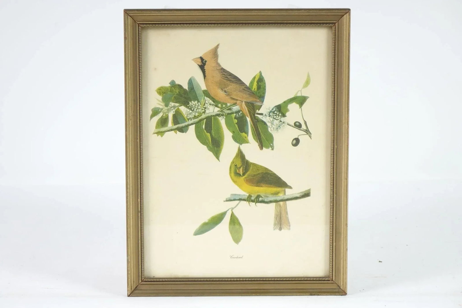 Cardinal Botanical Bird Print - 2
