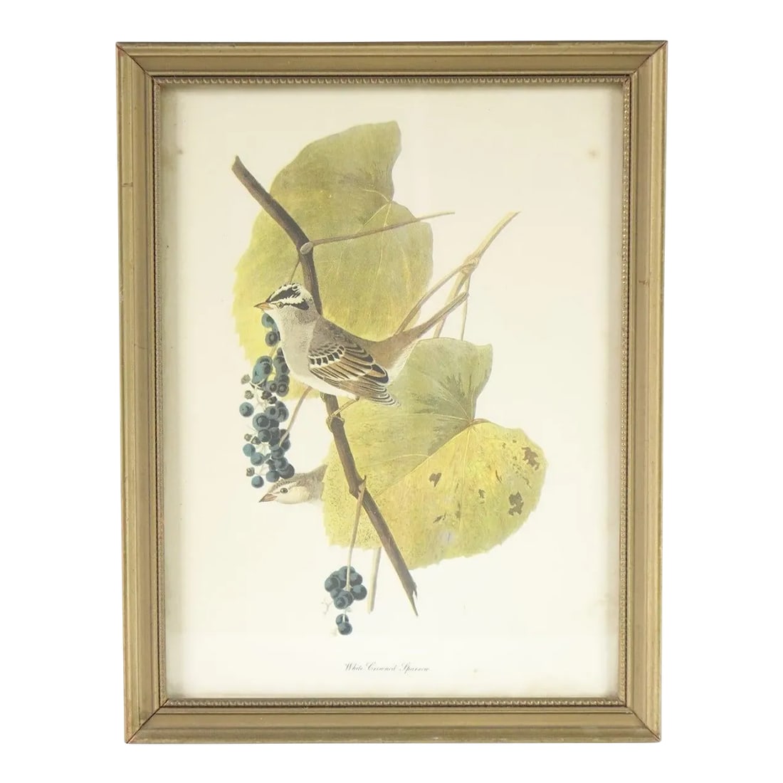 Mid 20th Century Birds in the Berry Tree Botanical Bird Print, Framed (1 of 3)