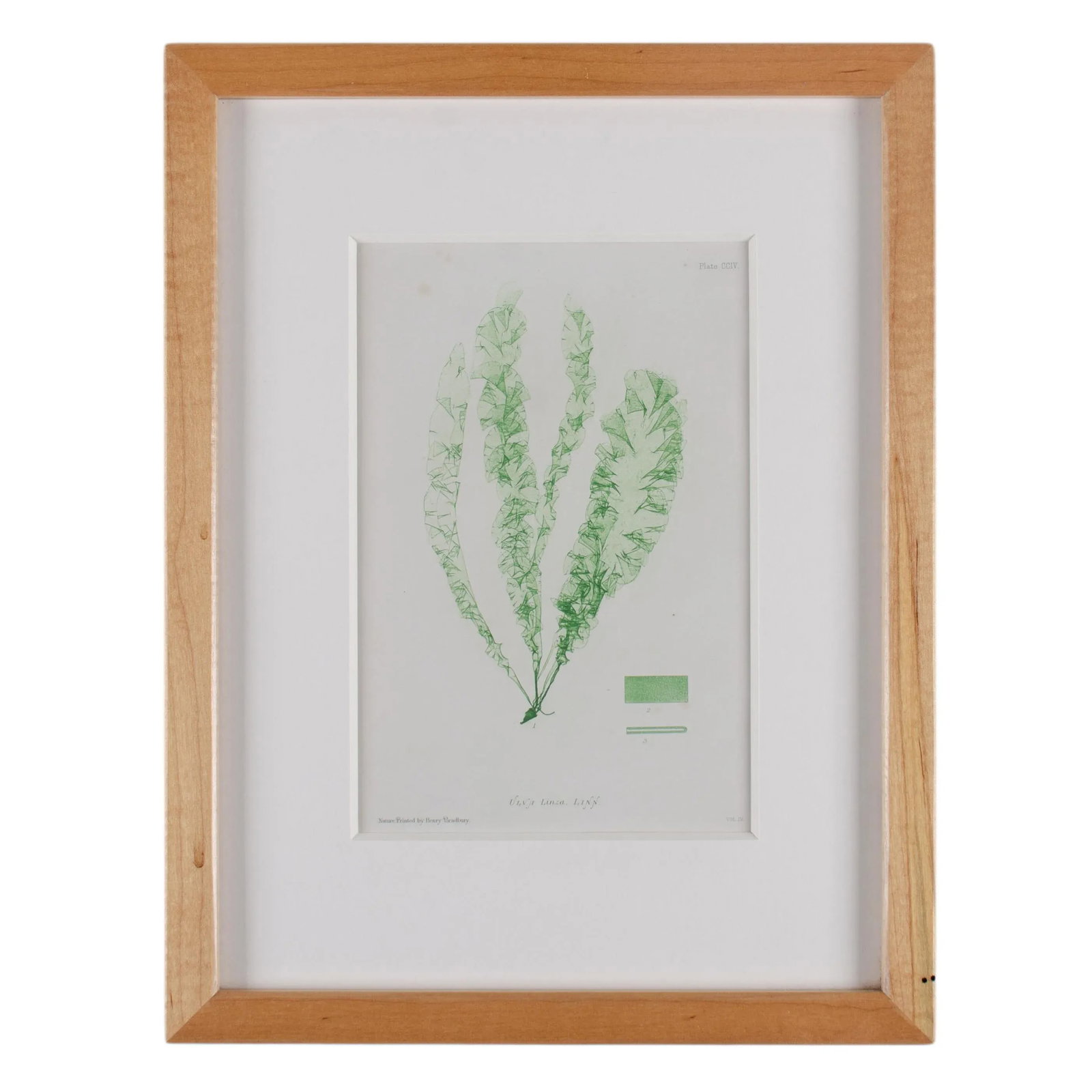 Bradbury Seaweed Print in Handcrafted Frame C.1859: Offered is a framed seaweed print by Henry Bradbury. The print is from Bradbury's 1859 edition of British Seaweed and is a fine example of a nature print, a process popularized and perfected by