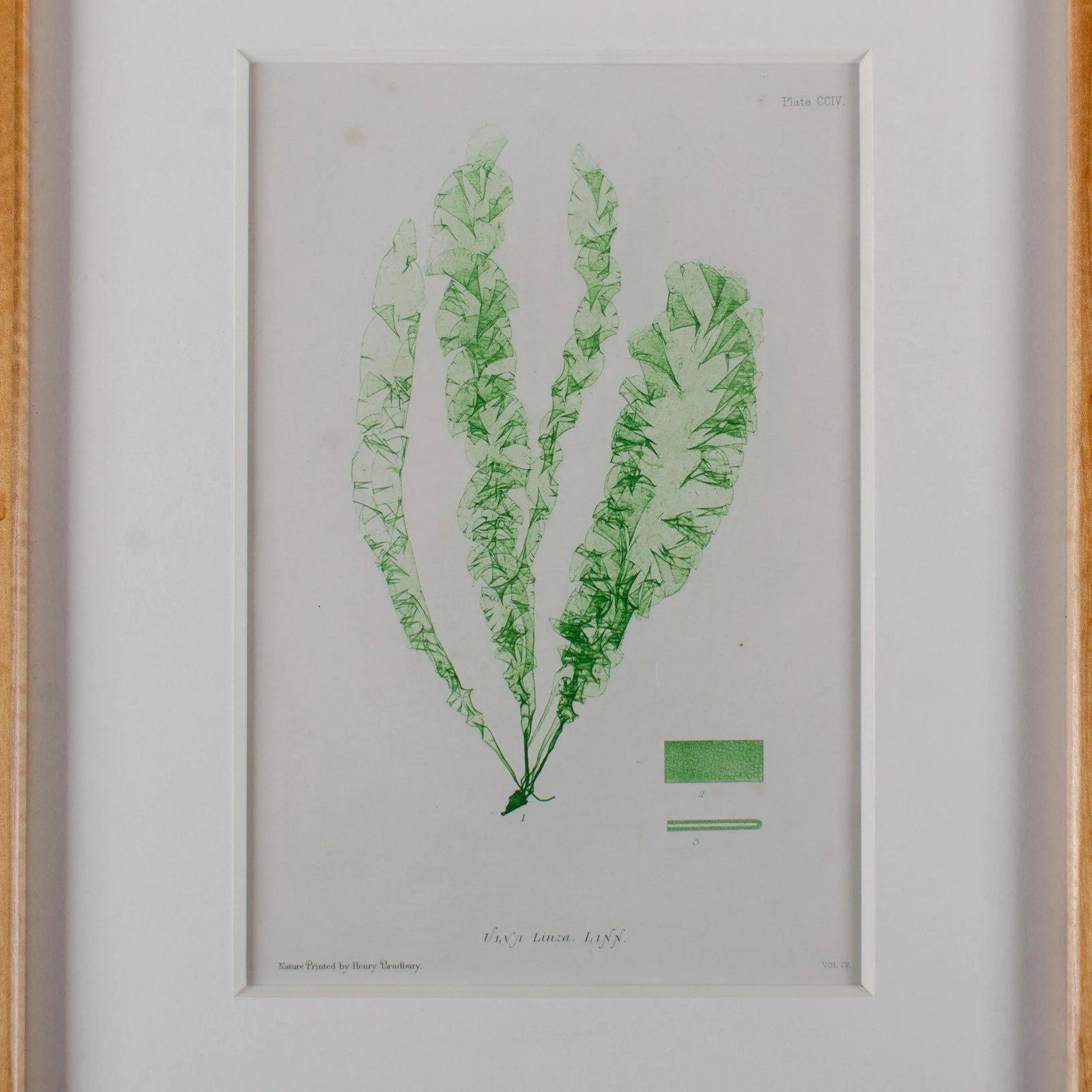 Bradbury Seaweed Print in Handcrafted Frame C.1859 - 2