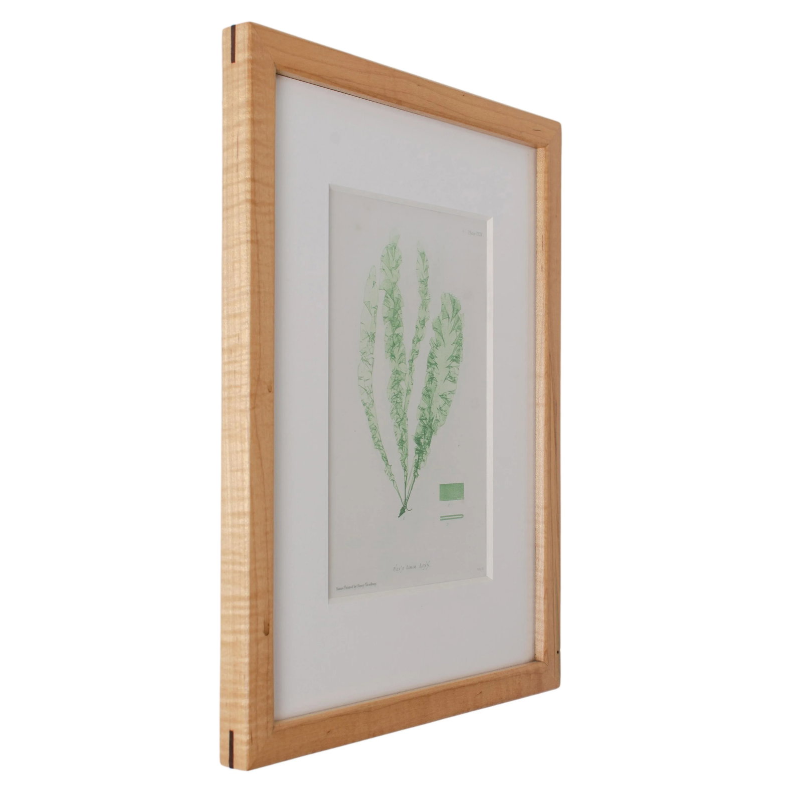 Bradbury Seaweed Print in Handcrafted Frame C.1859 - 3