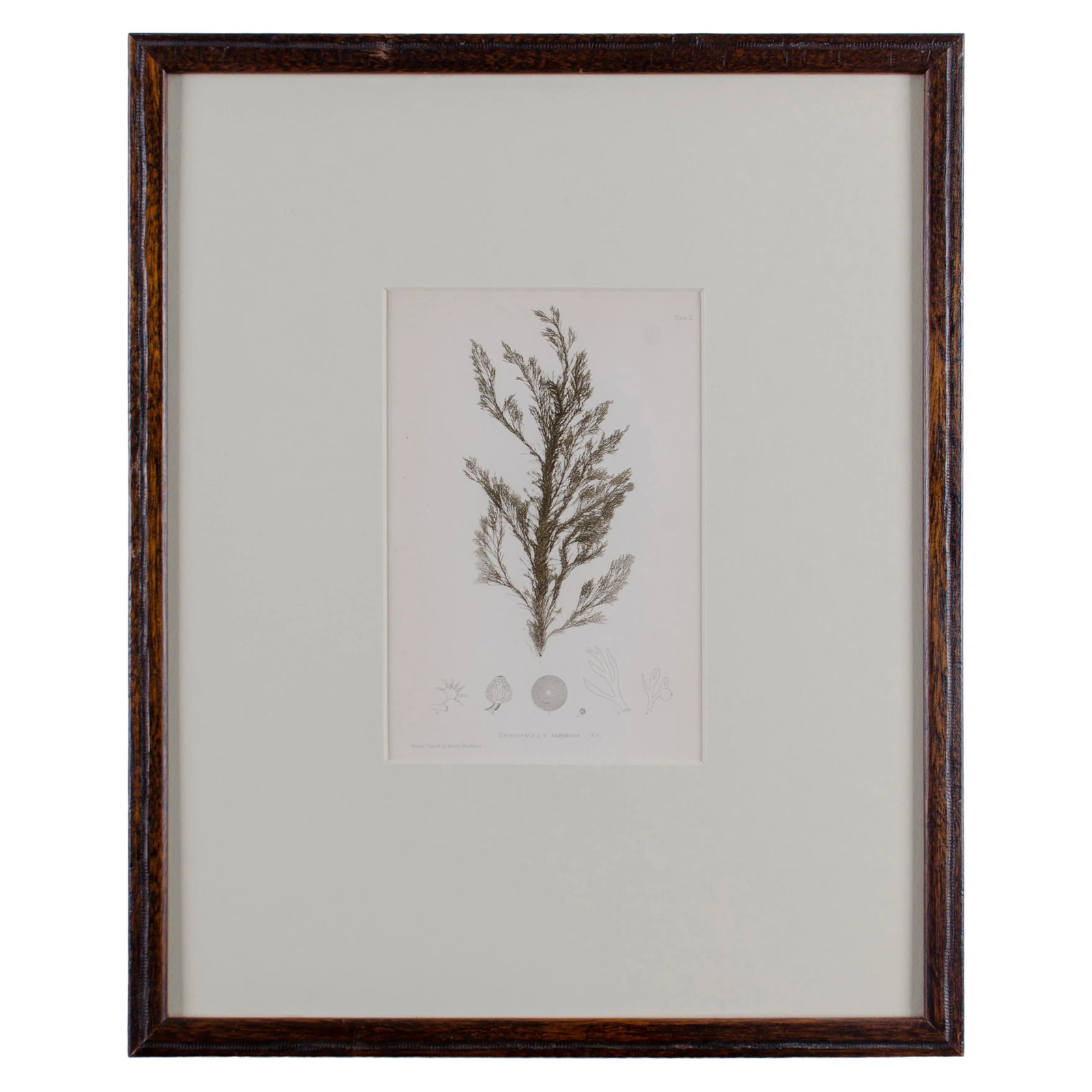 Bradbury Seaweed, C.1859, Handcrafted Frame (1 of 7)