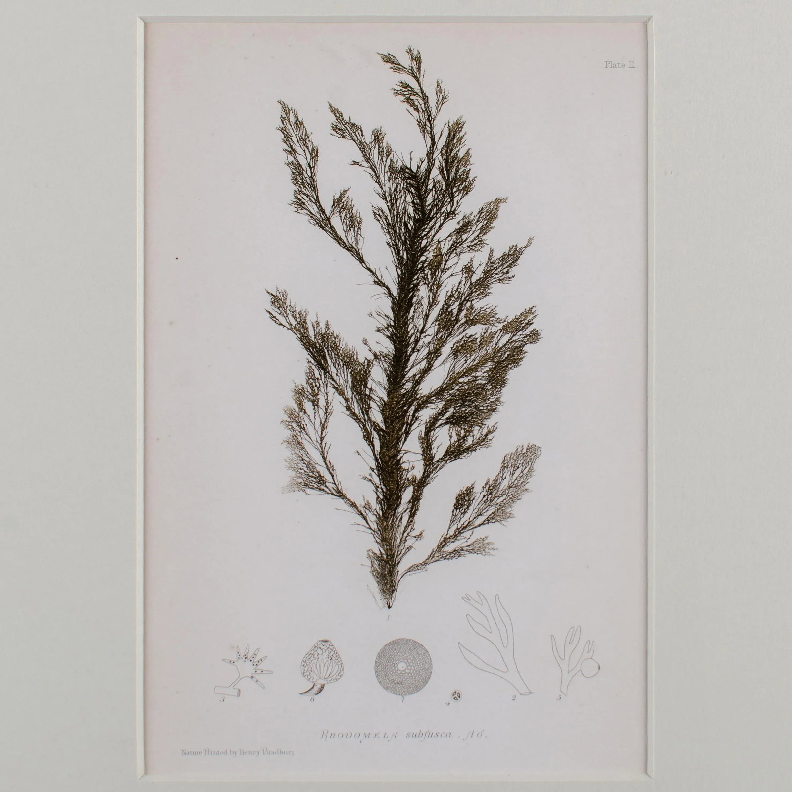Bradbury Seaweed, C.1859, Handcrafted Frame - 2