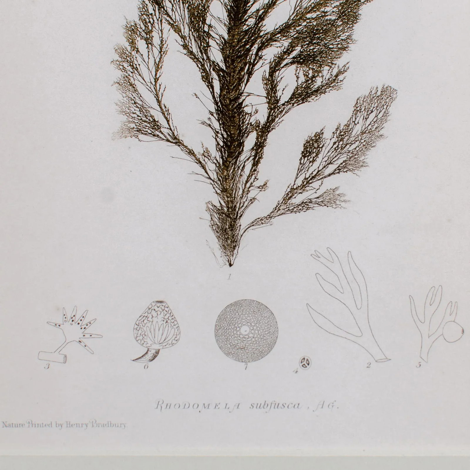 Bradbury Seaweed, C.1859, Handcrafted Frame - 3