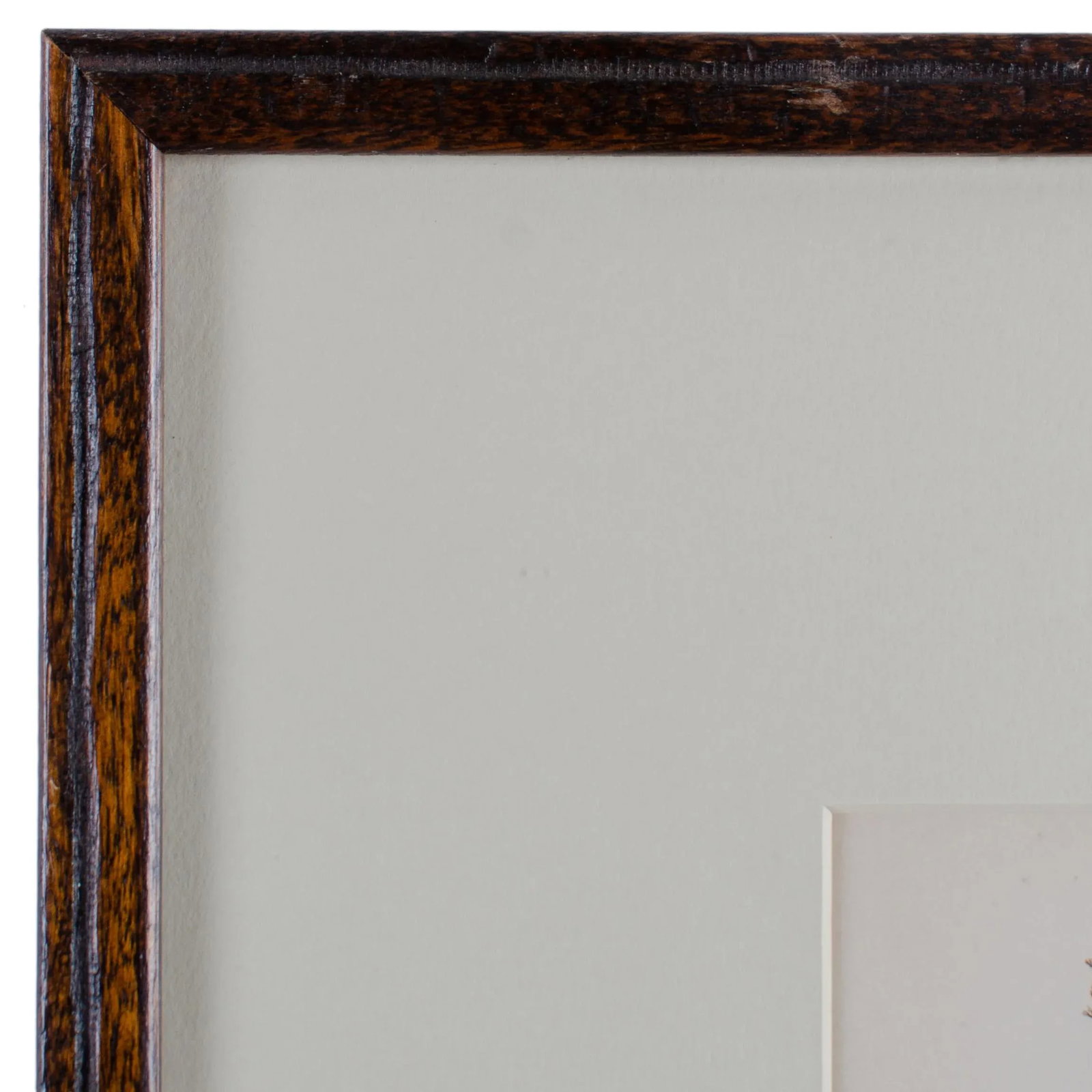 Bradbury Seaweed, C.1859, Handcrafted Frame - 4