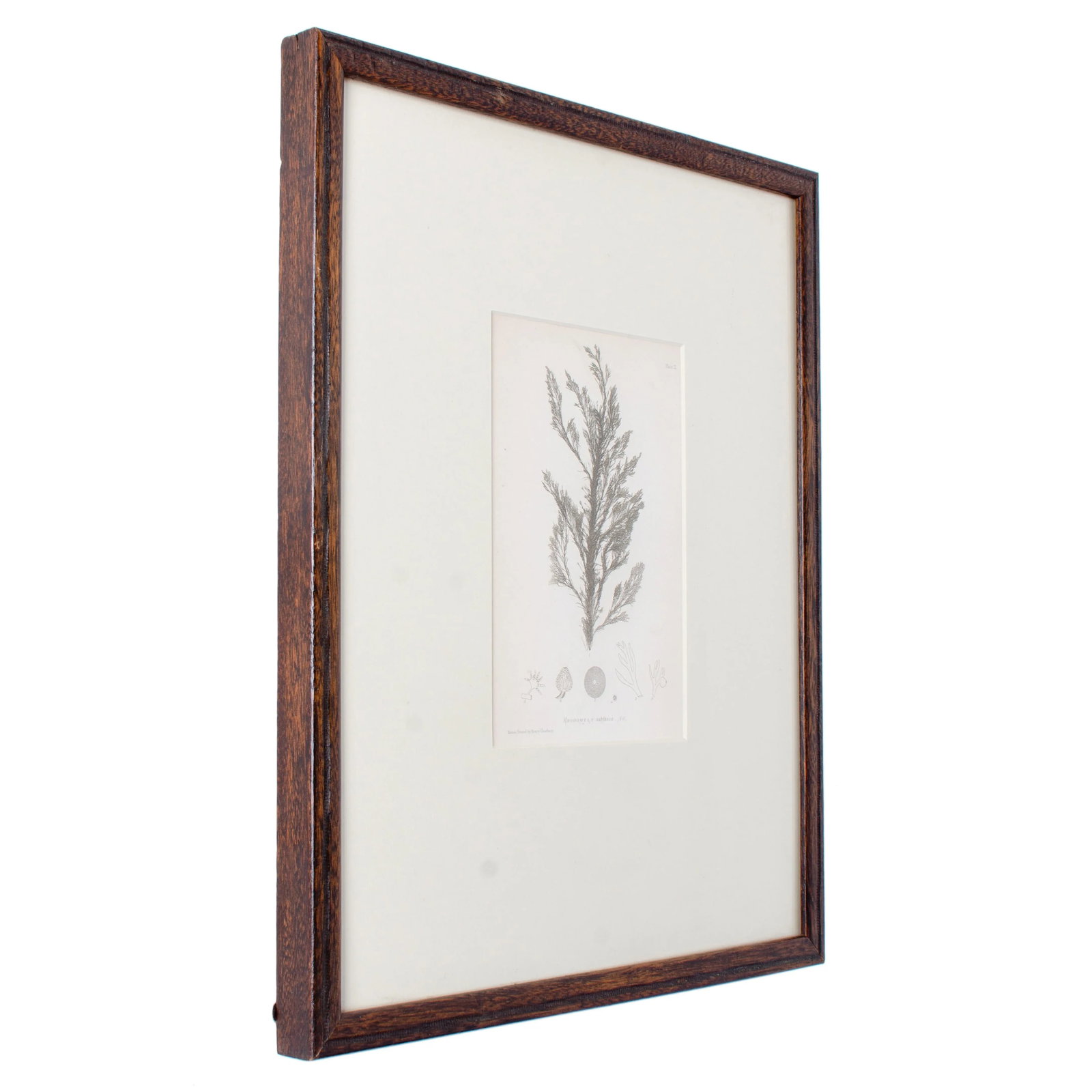 Bradbury Seaweed, C.1859, Handcrafted Frame - 6