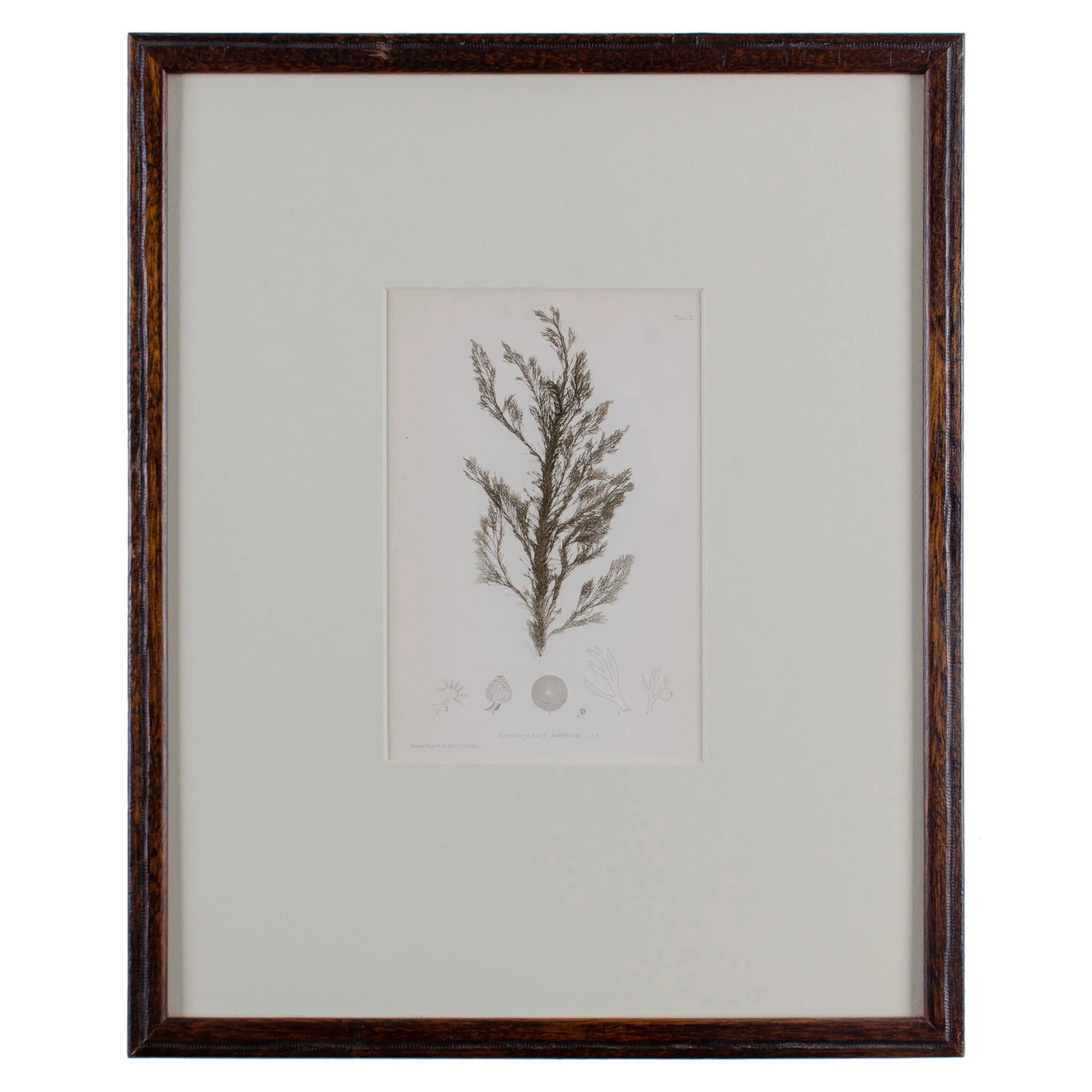 Bradbury Seaweed, C.1859, Handcrafted Frame - 7
