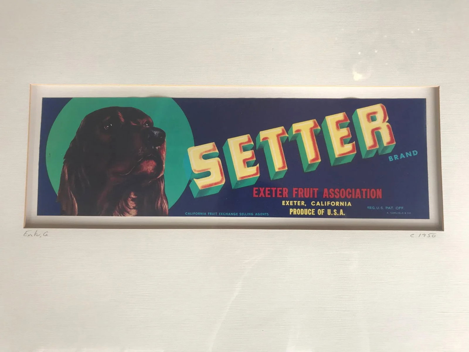 Vintage 1950s Crate Label Print for Setter Exeter Fruit Association - 2