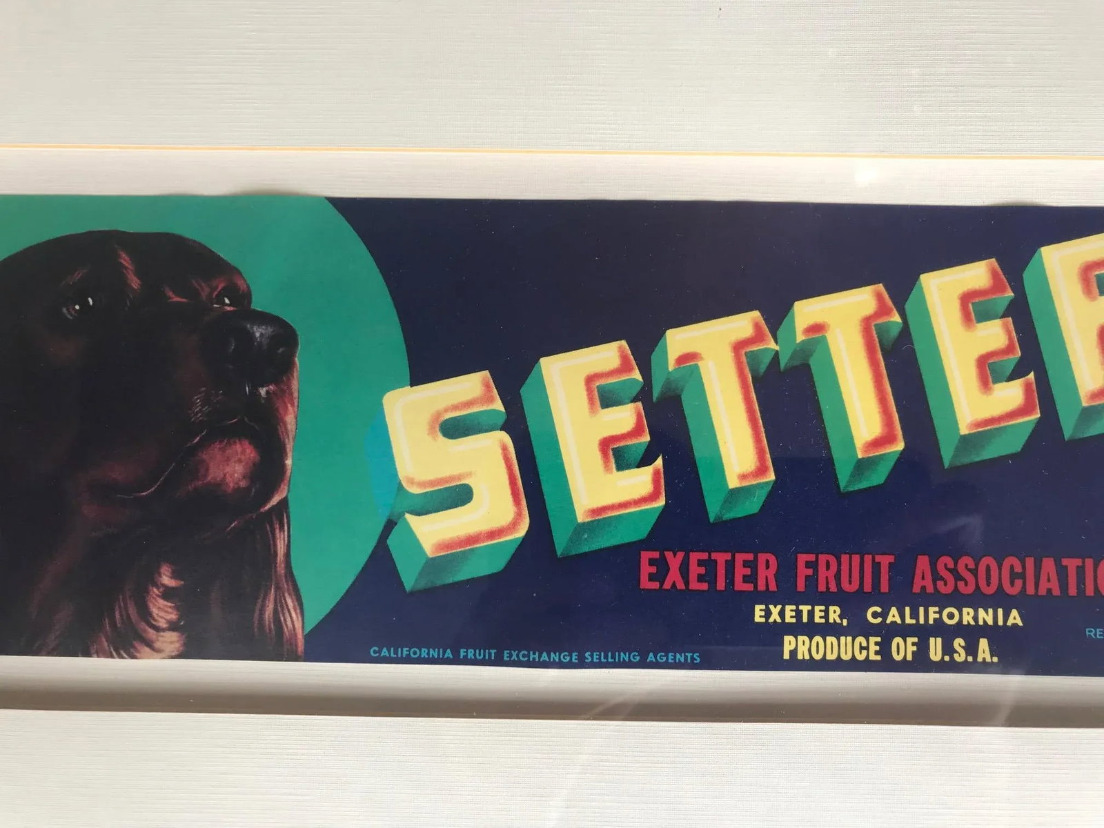 Vintage 1950s Crate Label Print for Setter Exeter Fruit Association - 3