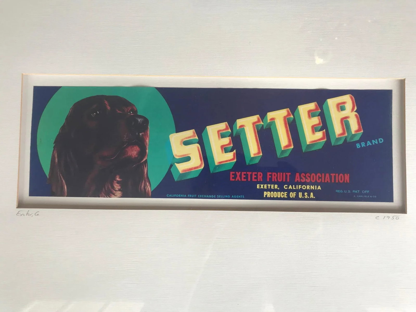 Vintage 1950s Crate Label Print for Setter Exeter Fruit Association - 4